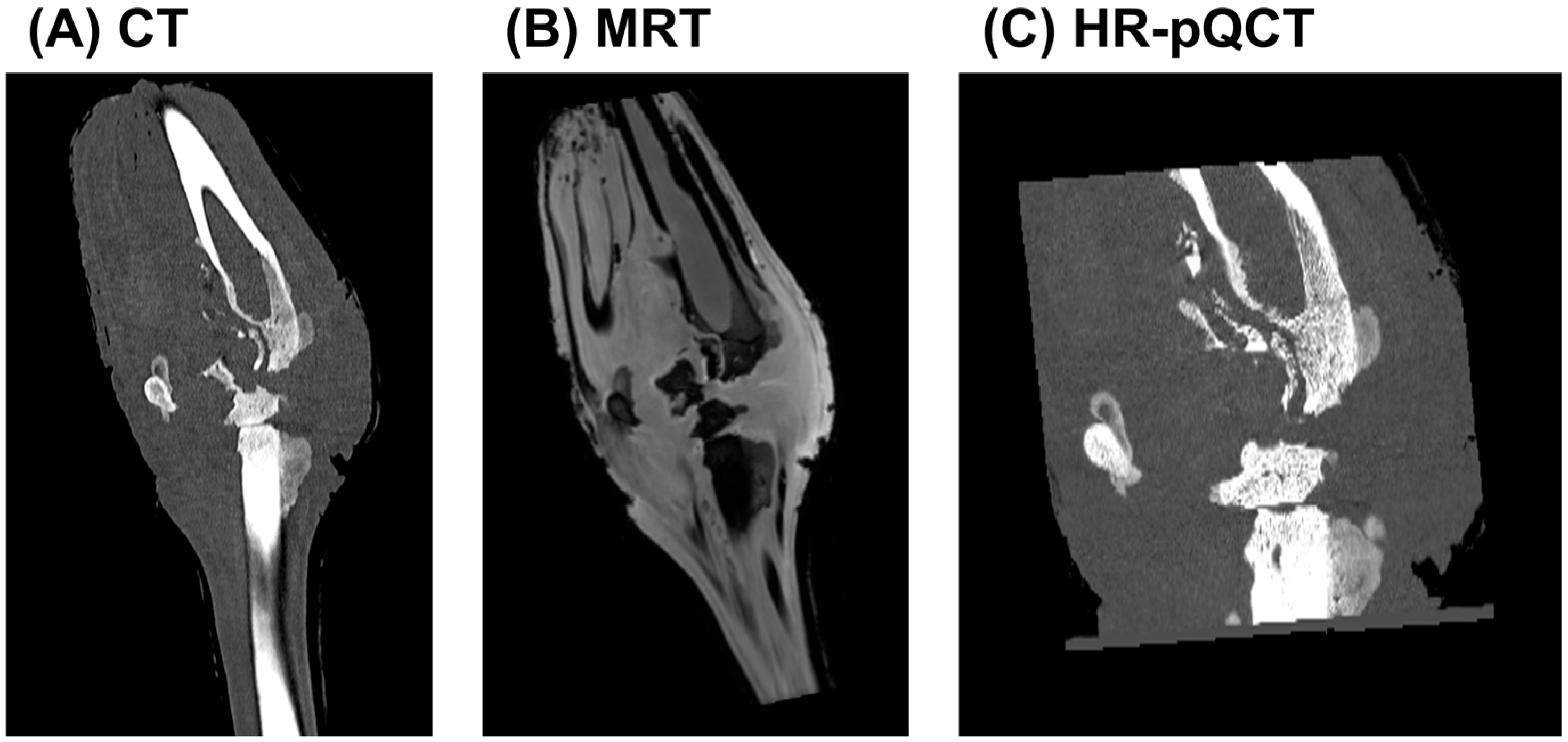 Biomedicines 13 01742 g002
