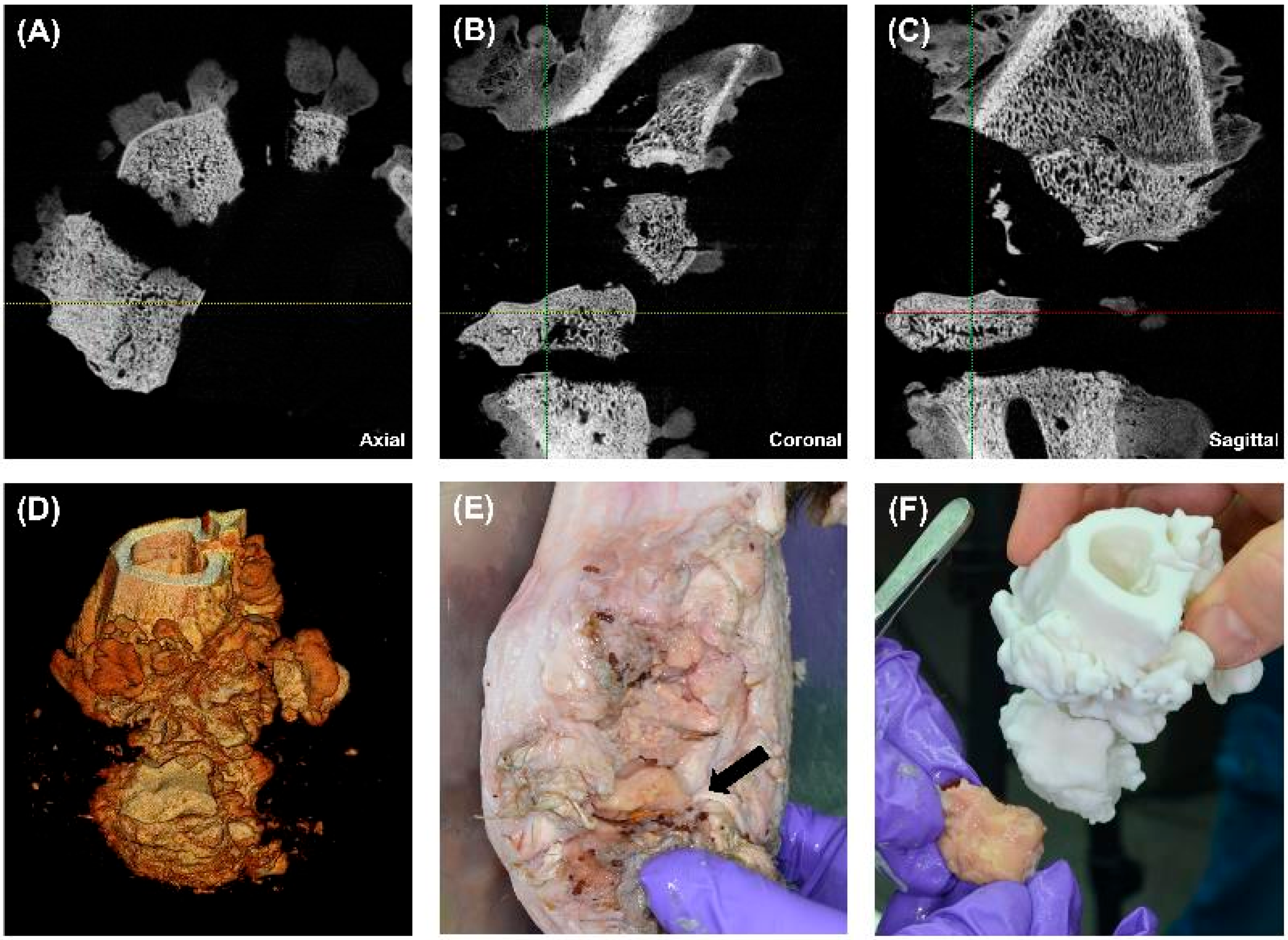 Biomedicines 13 01742 g004