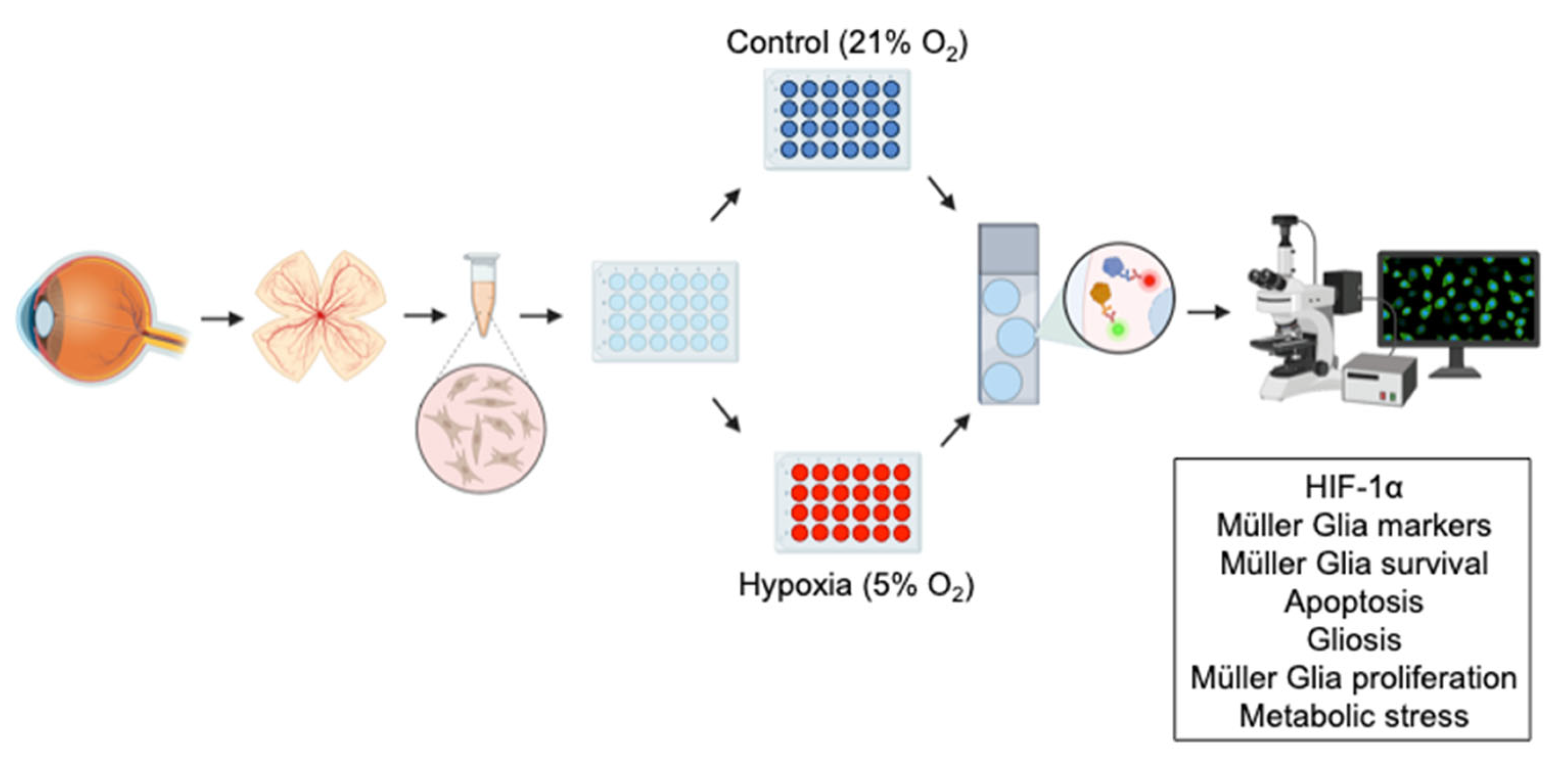 Biomedicines 13 01743 g001