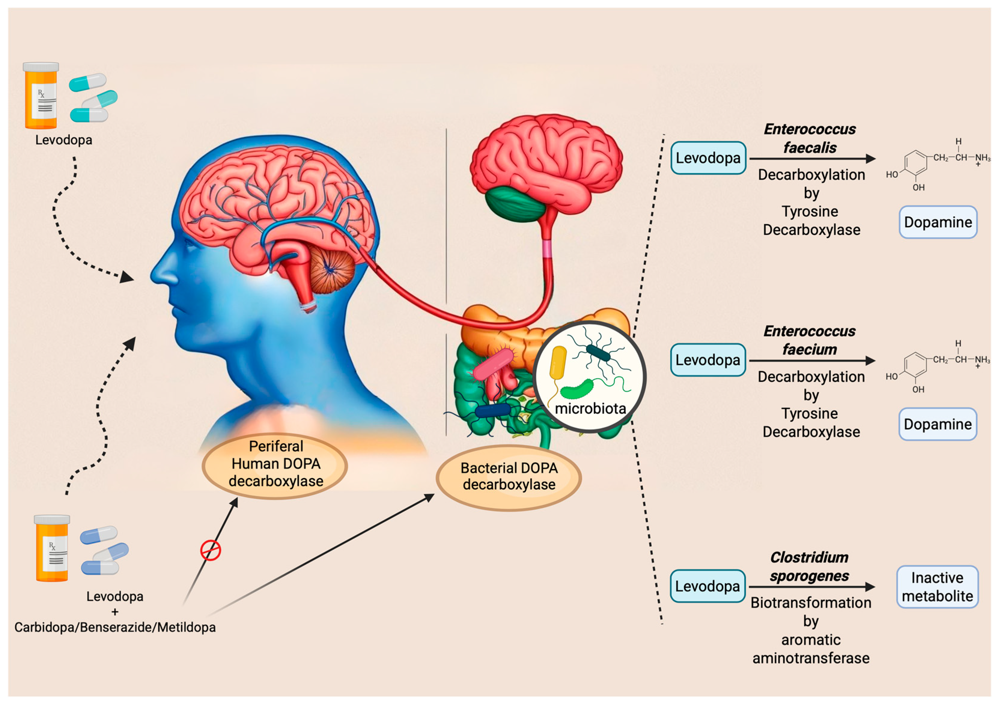 Biomedicines 13 01769 g002