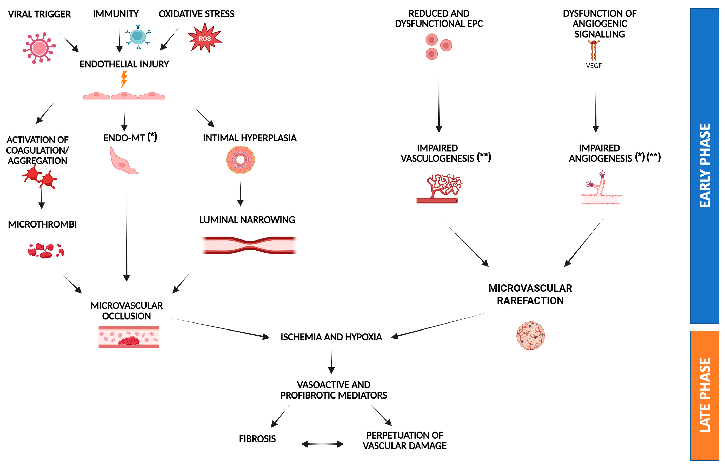 Biomedicines 13 01771 g001