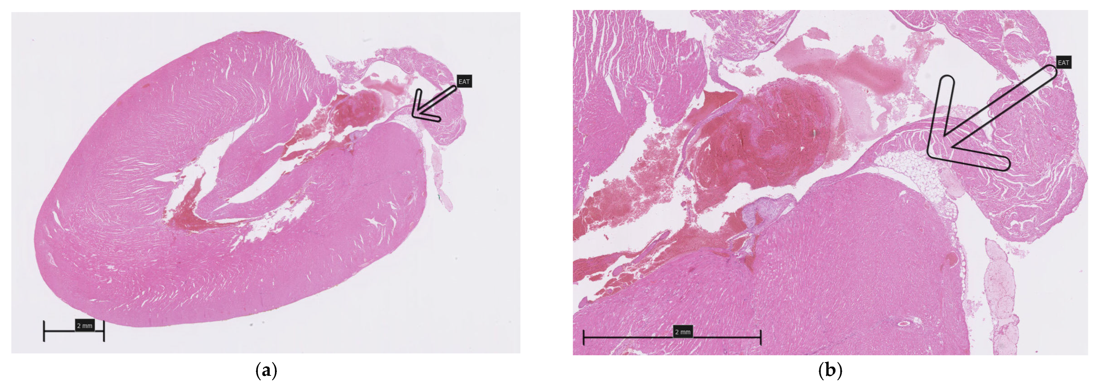 Biomedicines 13 01772 g002a Biomedicines 13 01772 g002a
