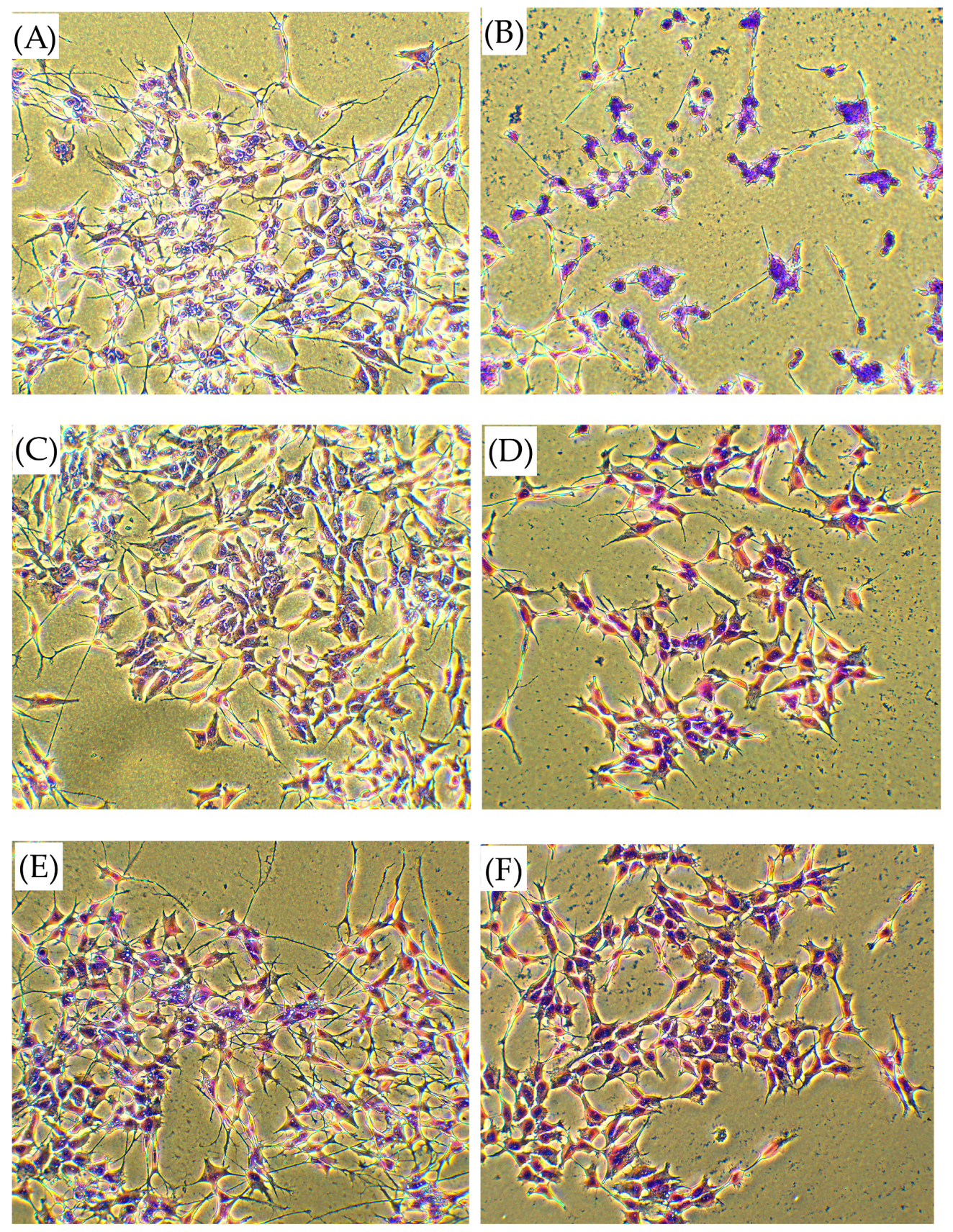 Biomedicines 13 01774 g007