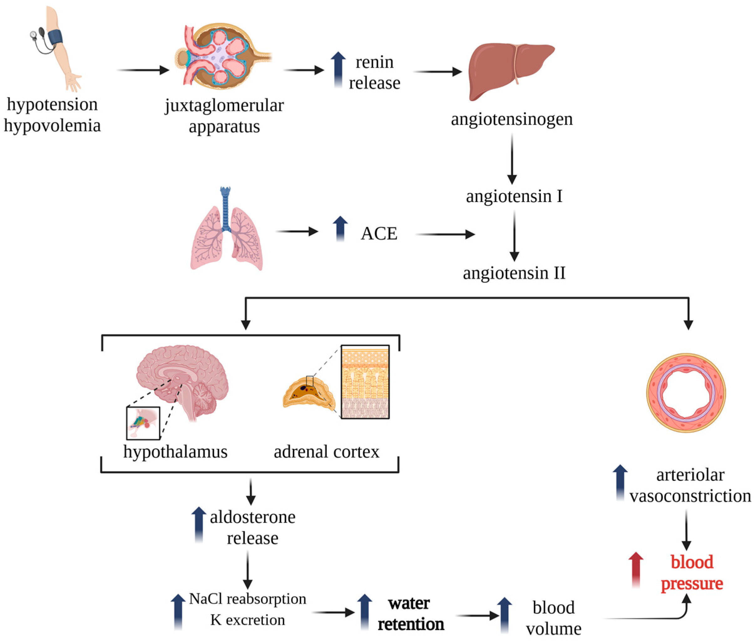 Biomedicines 13 01779 g001