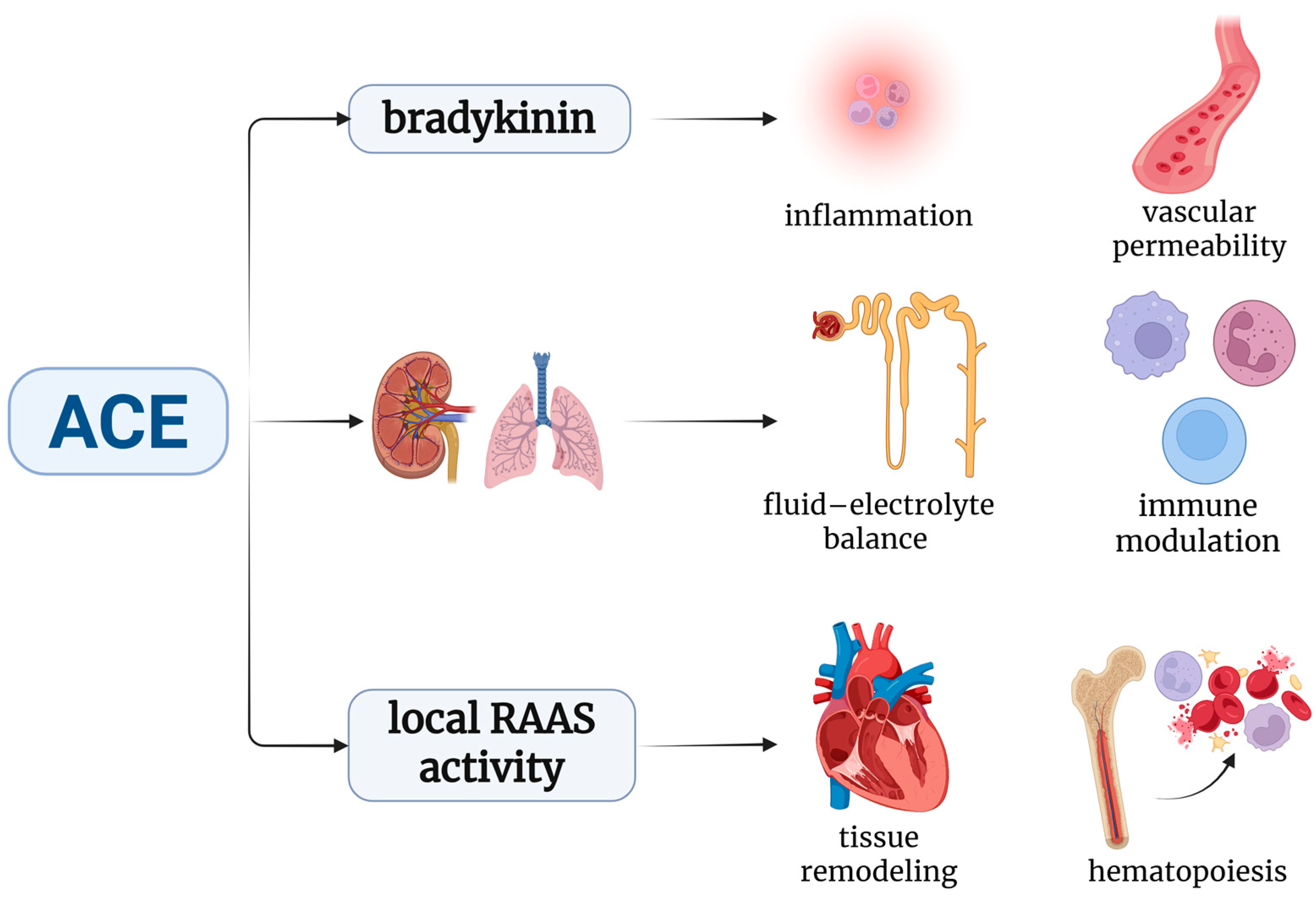 Biomedicines 13 01779 g002