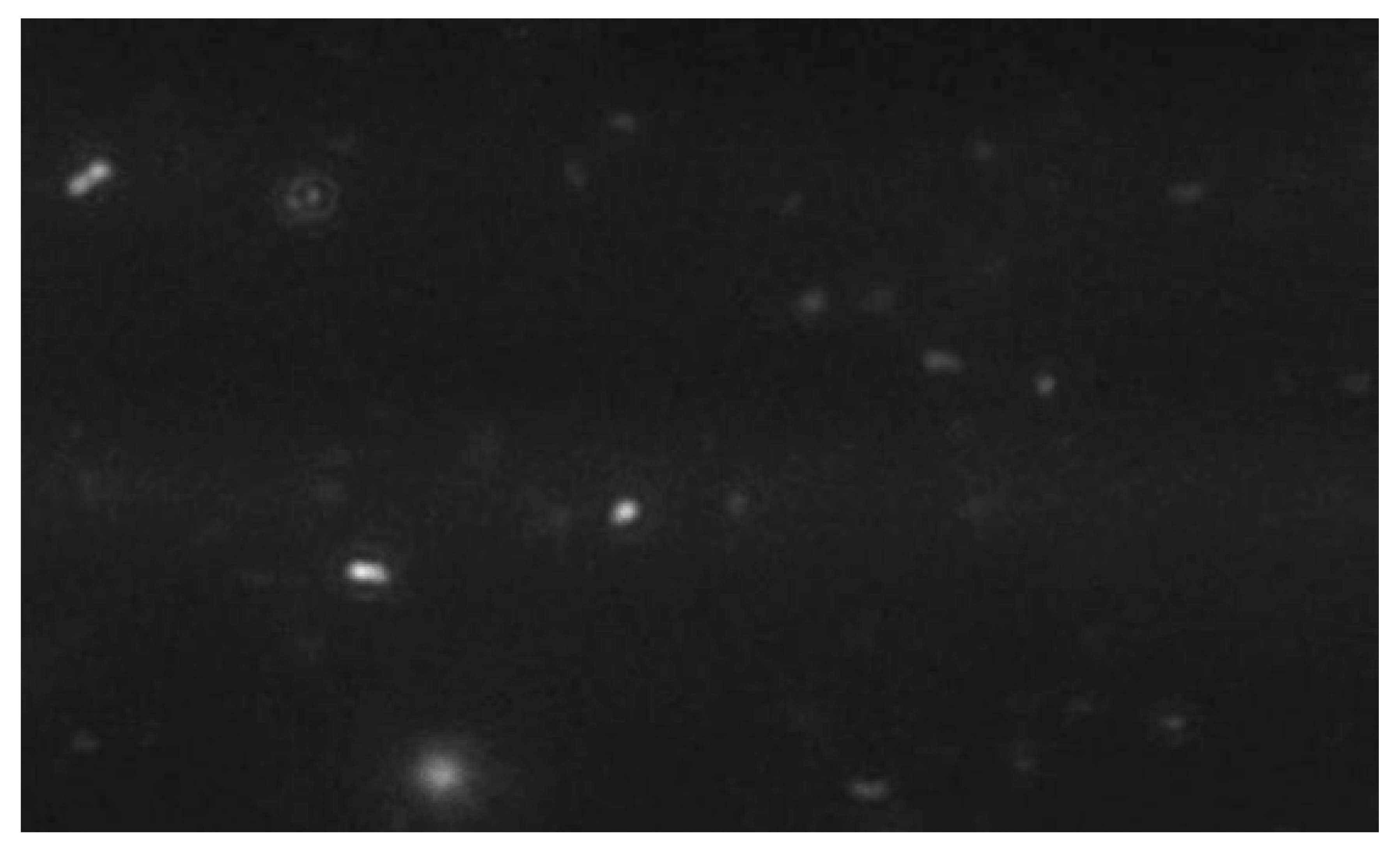 Biomedicines 13 01785 g002