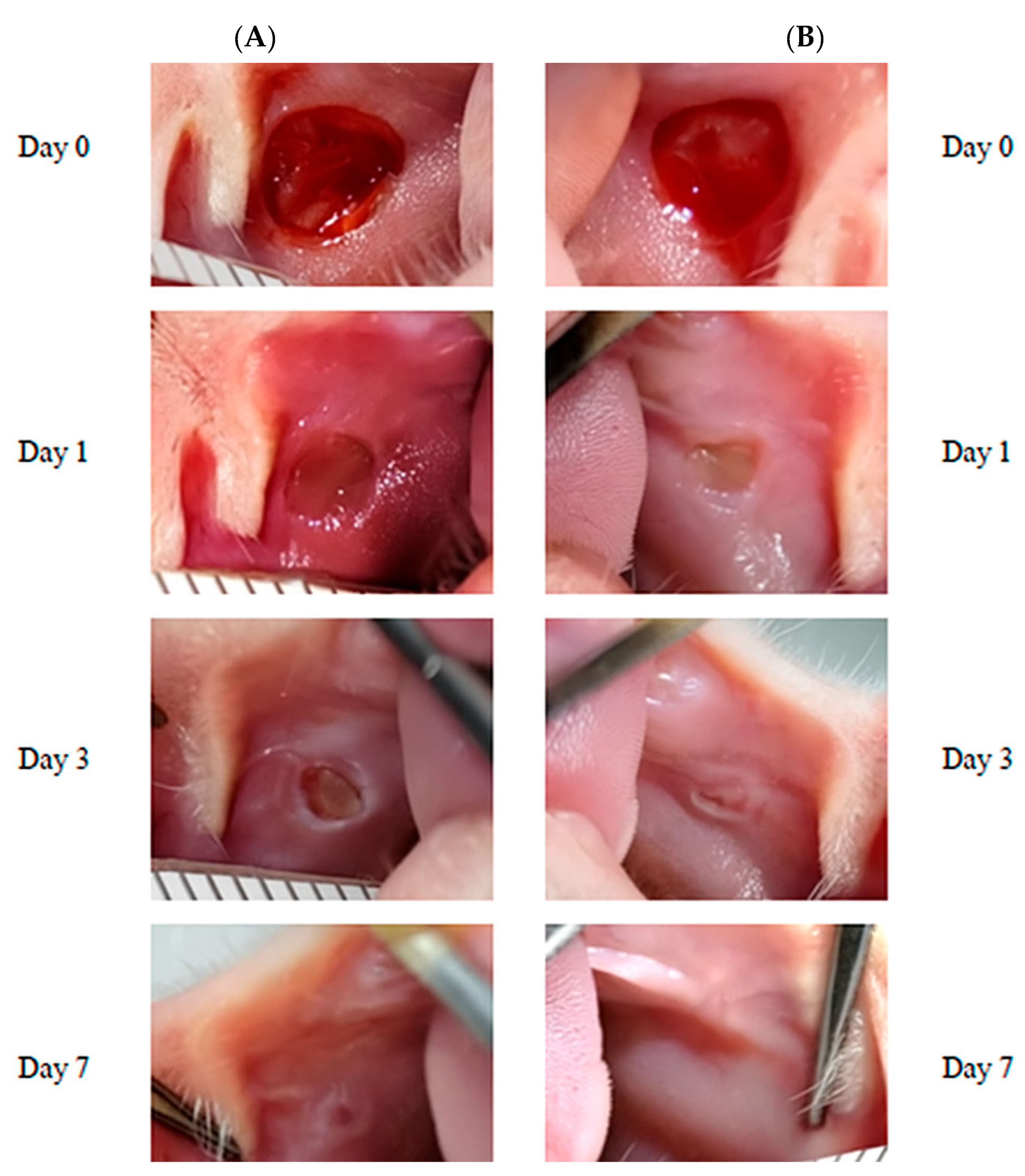 Biomedicines 13 01785 g004