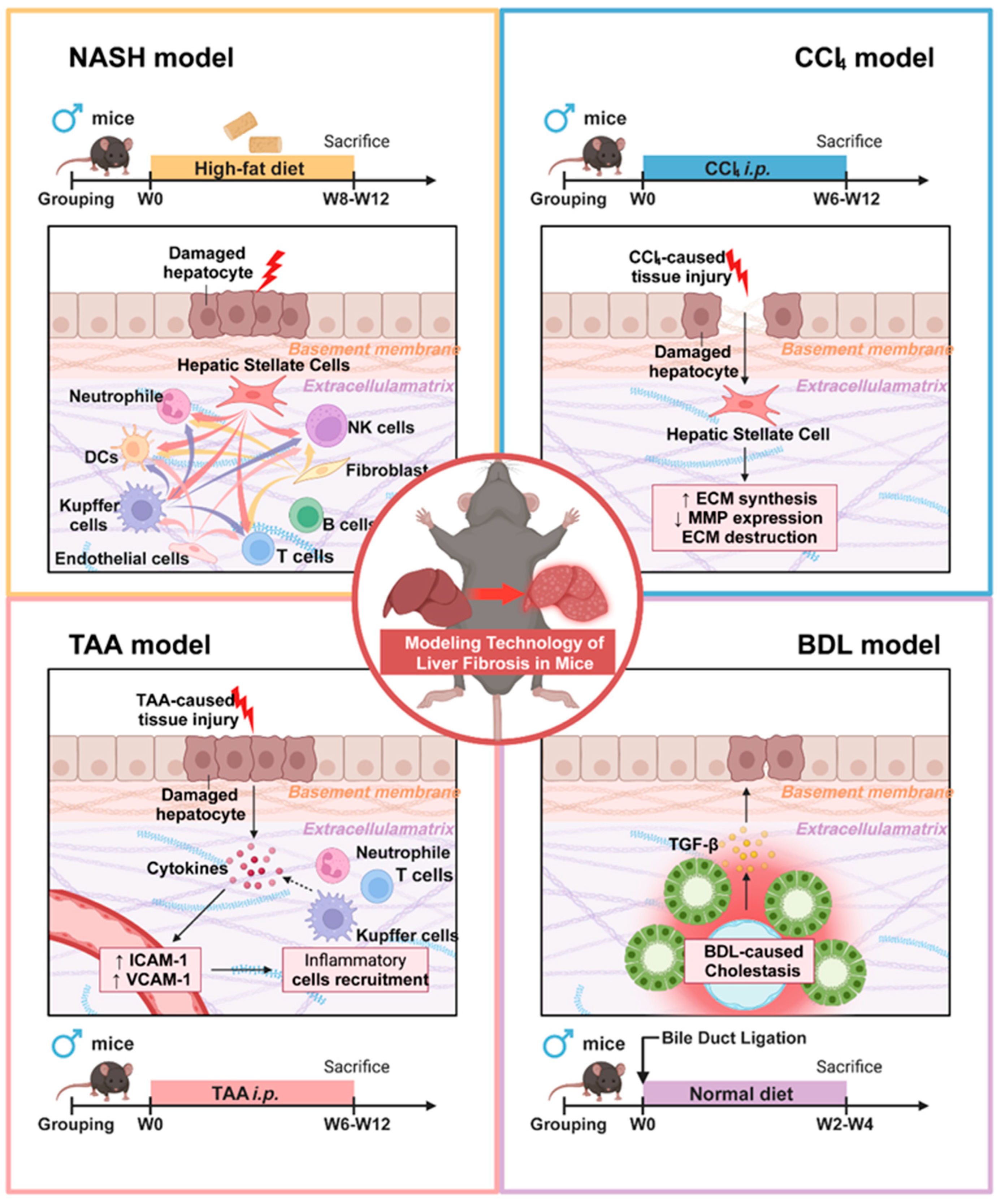Biomedicines 13 01788 g006