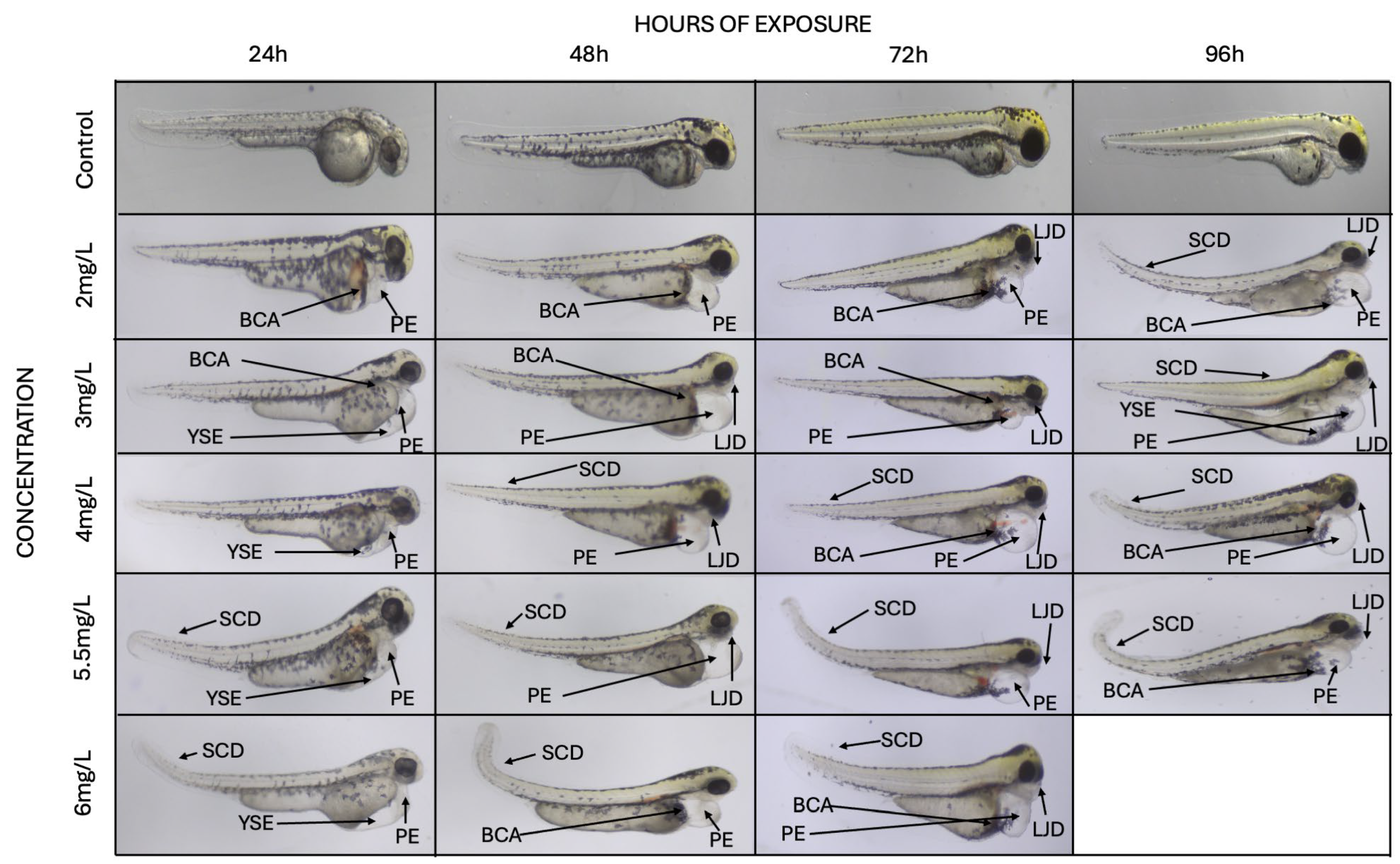 Biomedicines 13 01794 g001