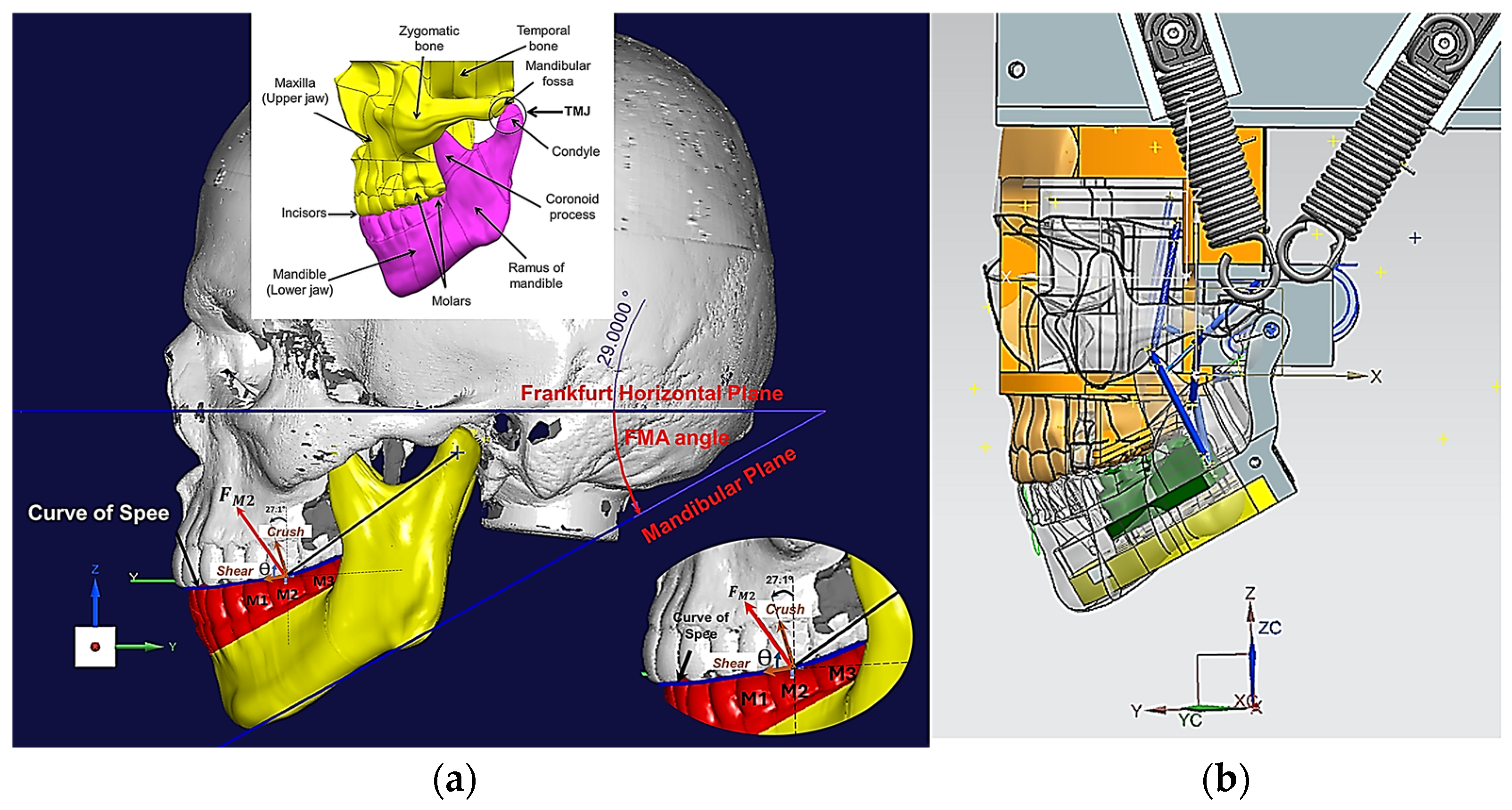 Biomedicines 13 01811 g001
