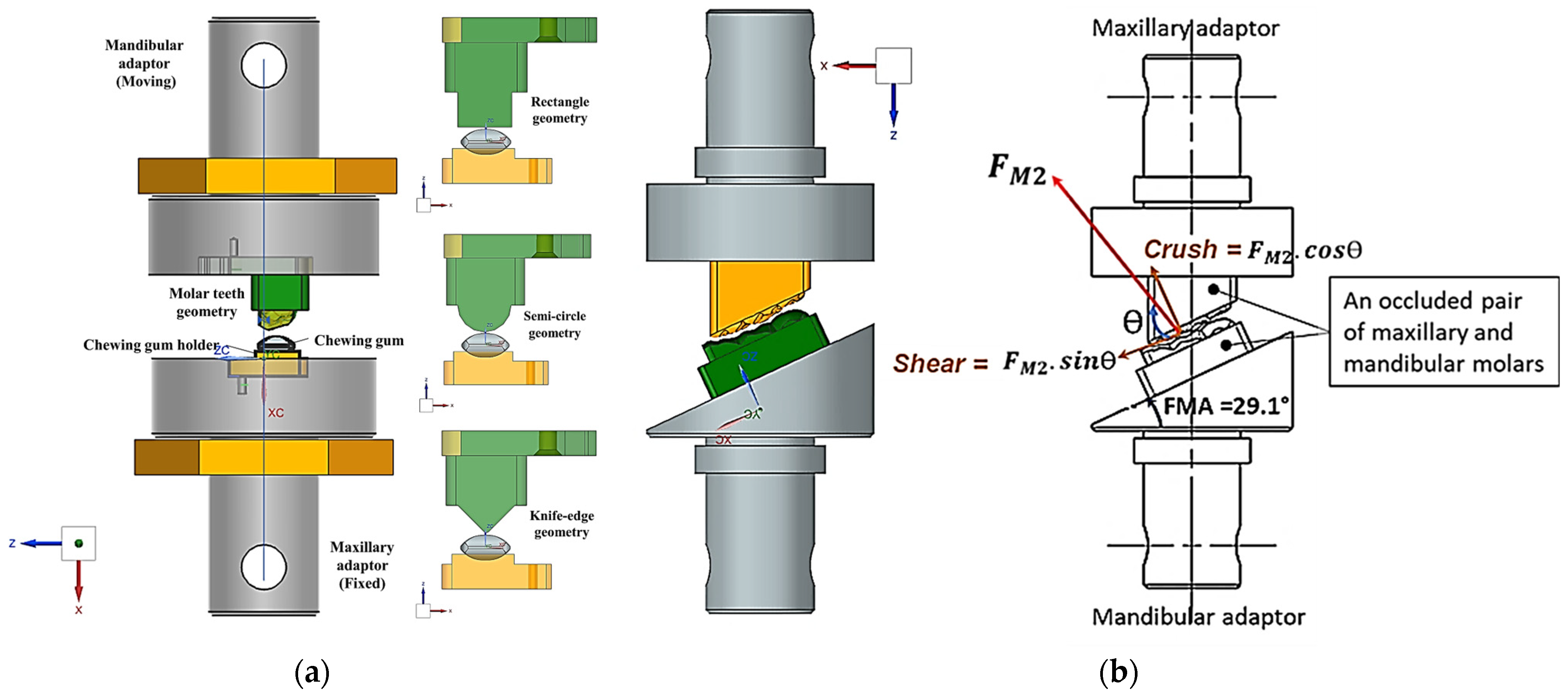 Biomedicines 13 01811 g003