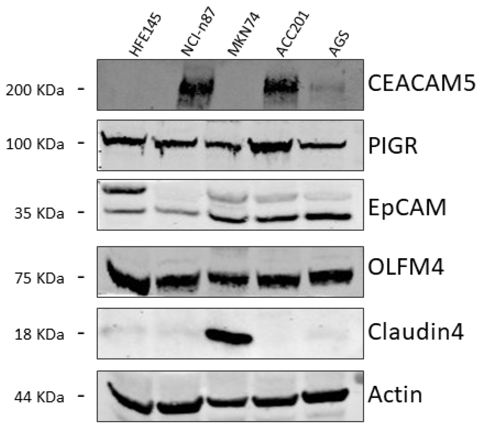 Biomedicines 13 01812 g001