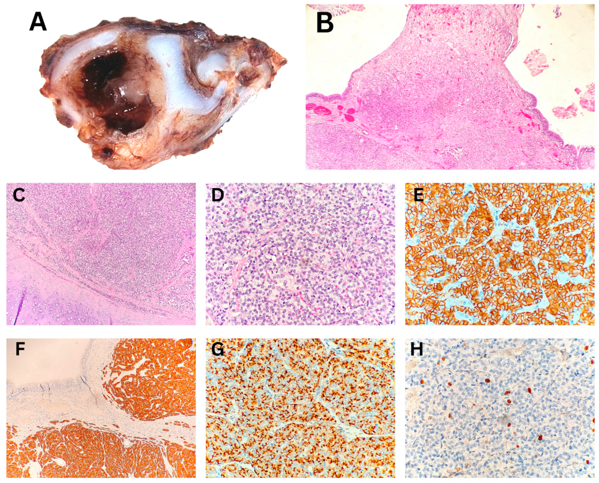 Biomedicines 13 01824 g001