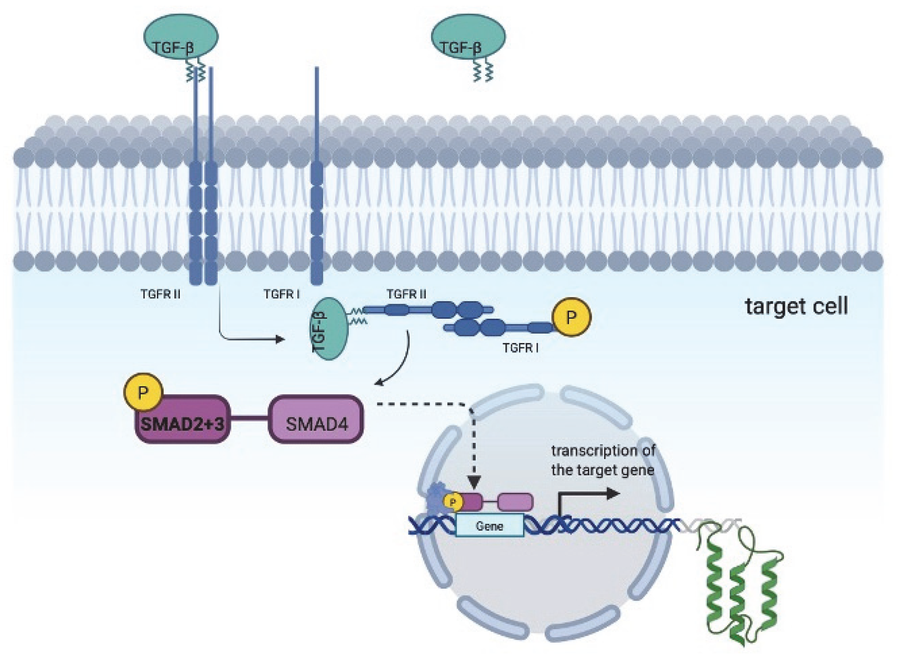 Biomedicines 13 01840 g001