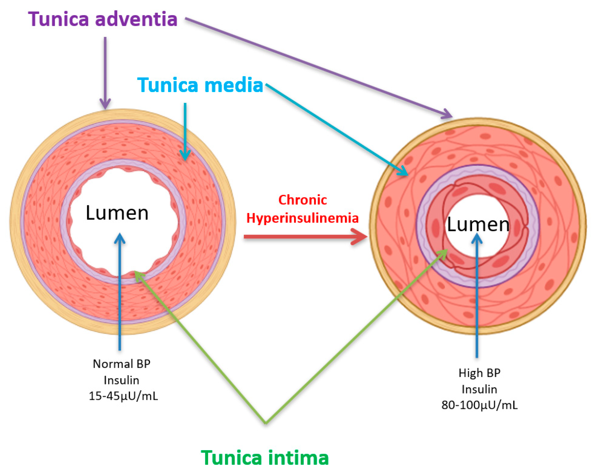 Biomedicines 13 01842 g004