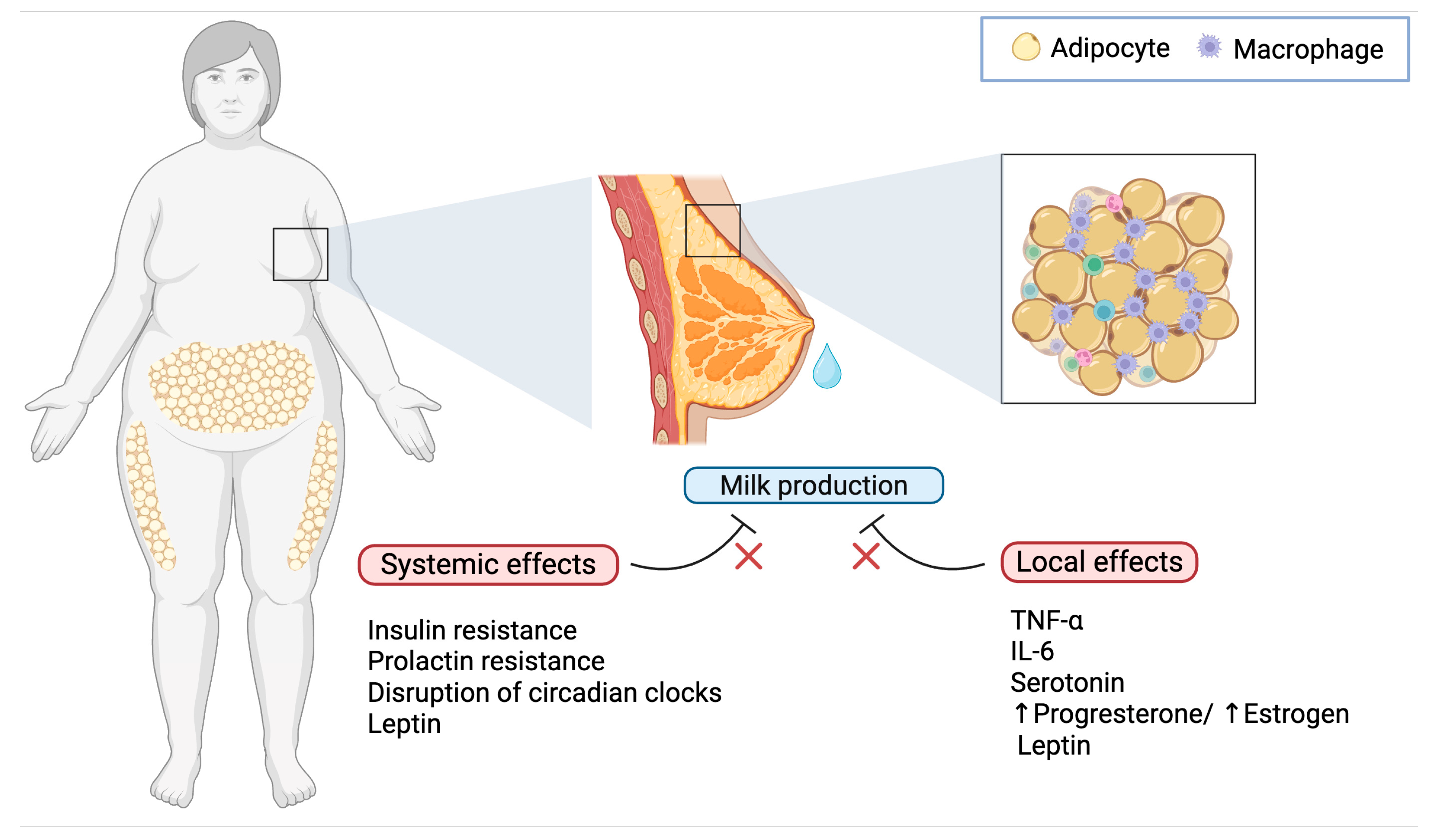 Biomedicines 13 01848 g001