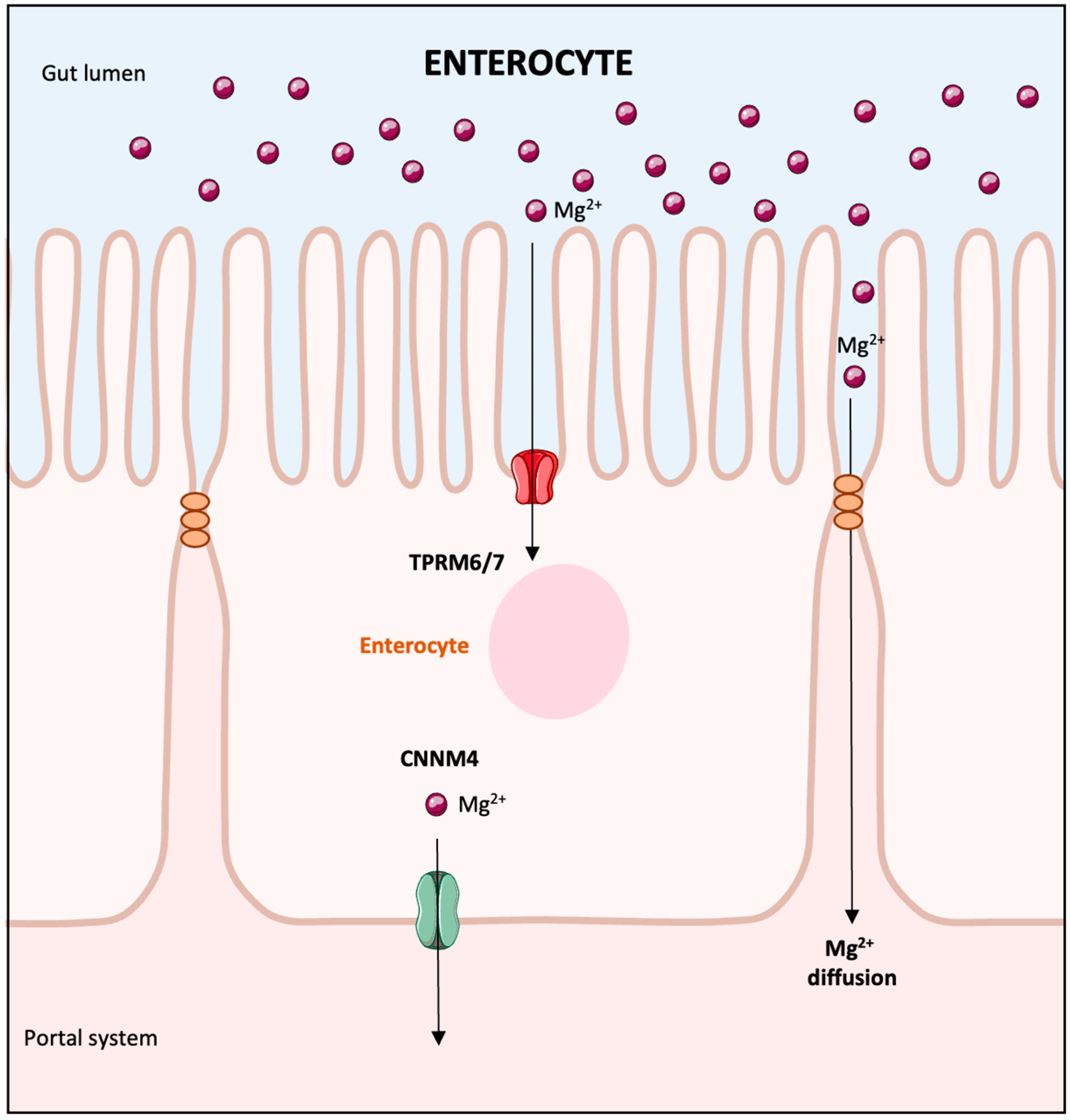 Biomedicines 13 01862 g001