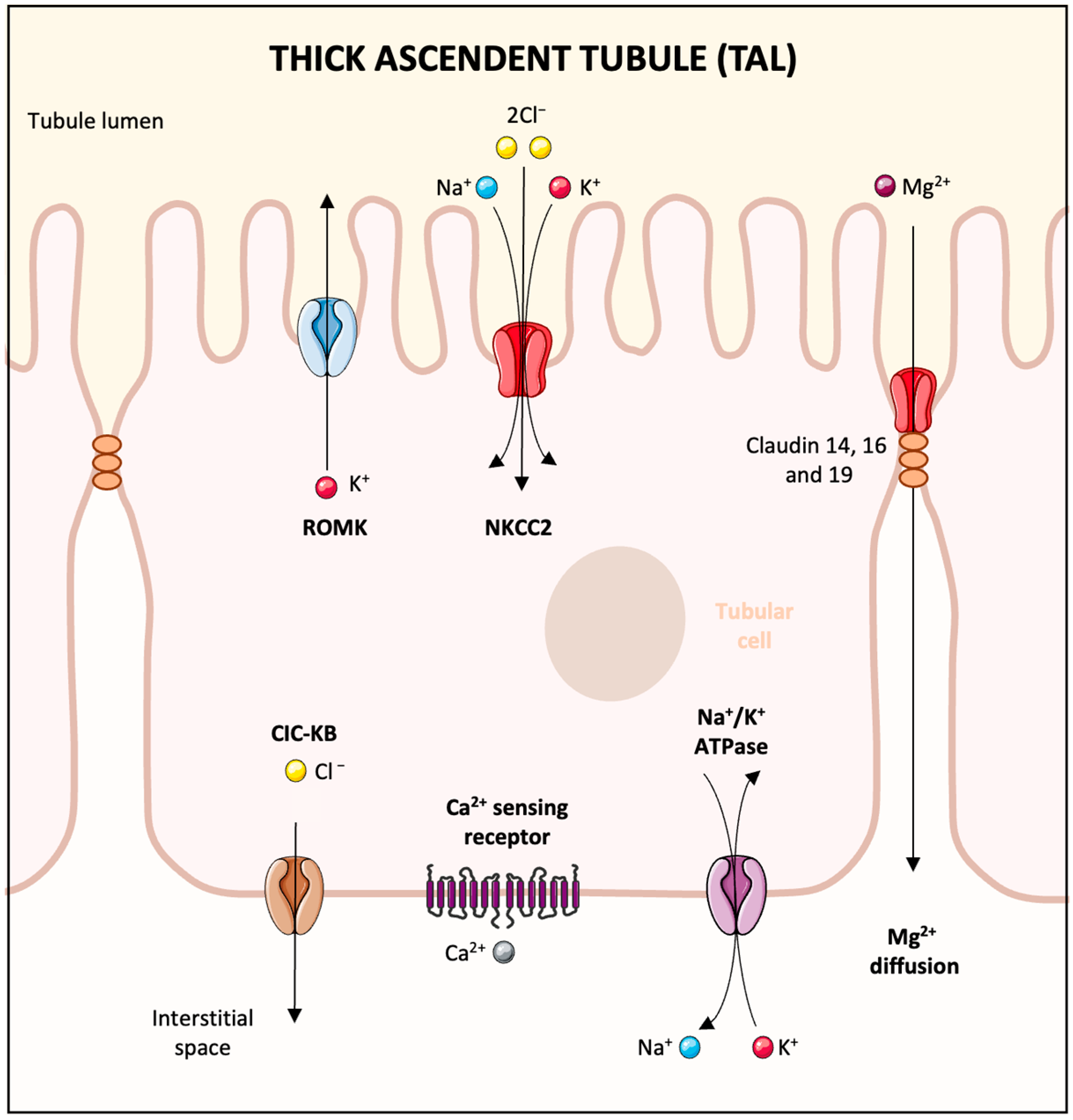 Biomedicines 13 01862 g002