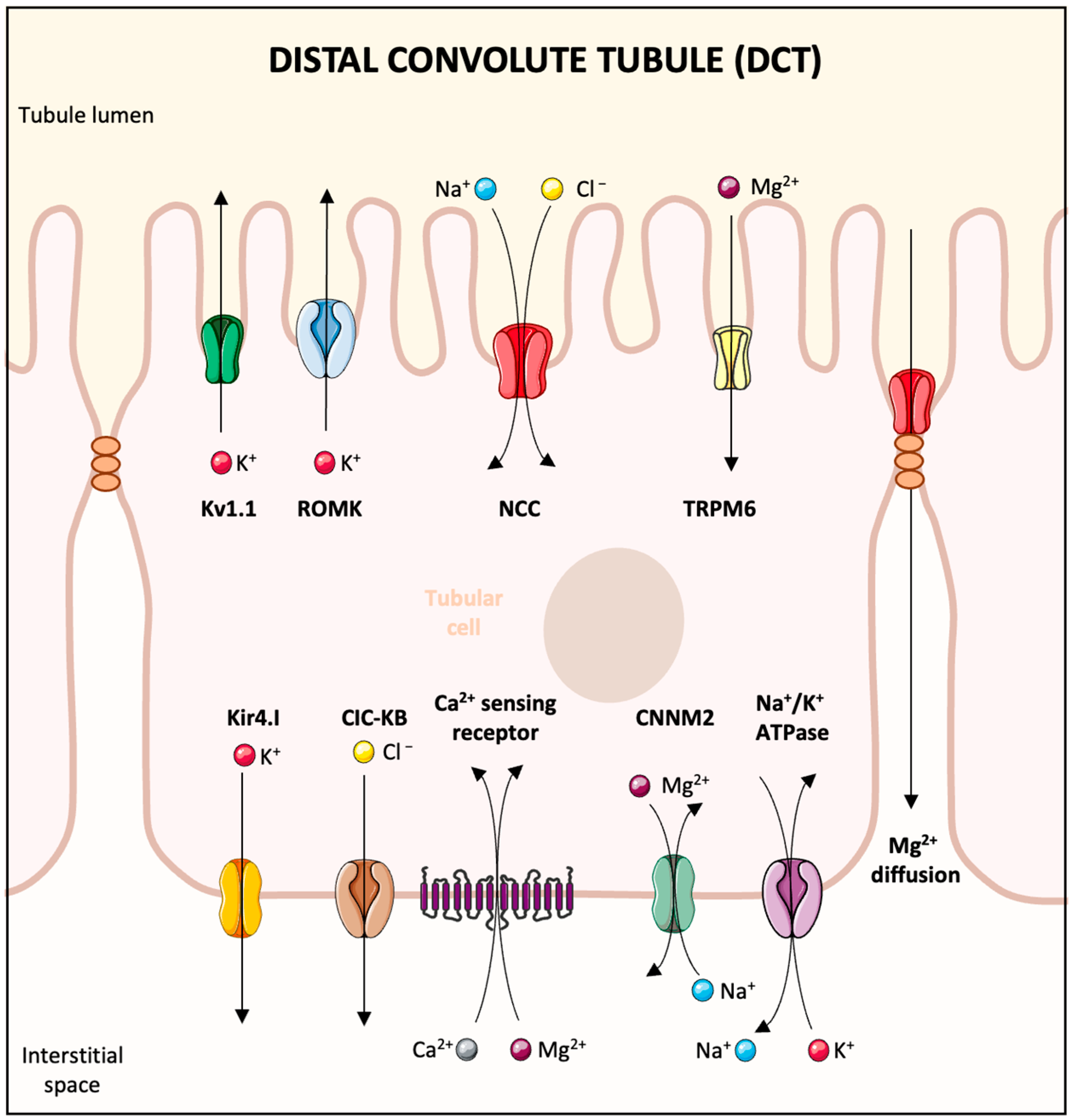 Biomedicines 13 01862 g003