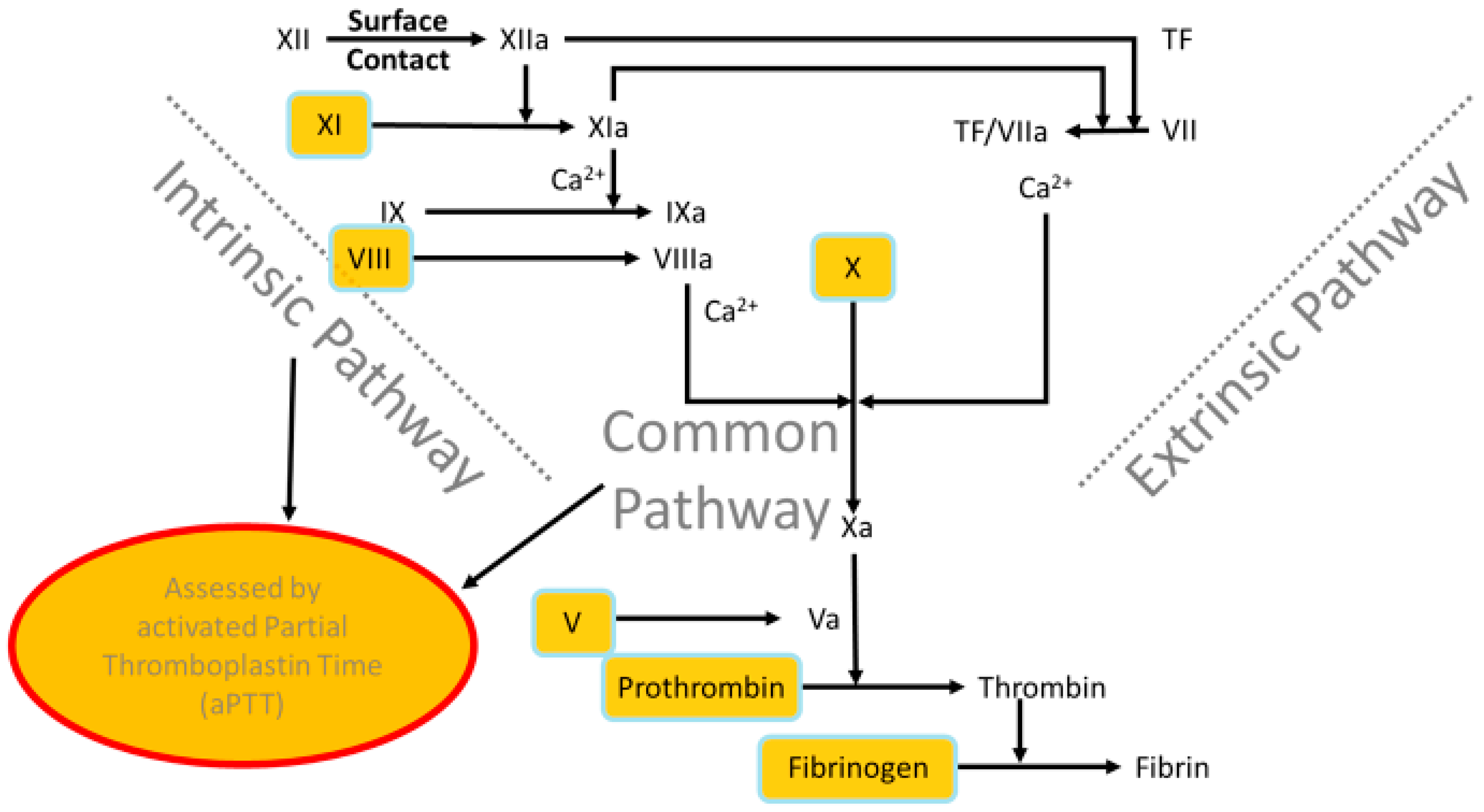 Biomedicines 13 01869 g001