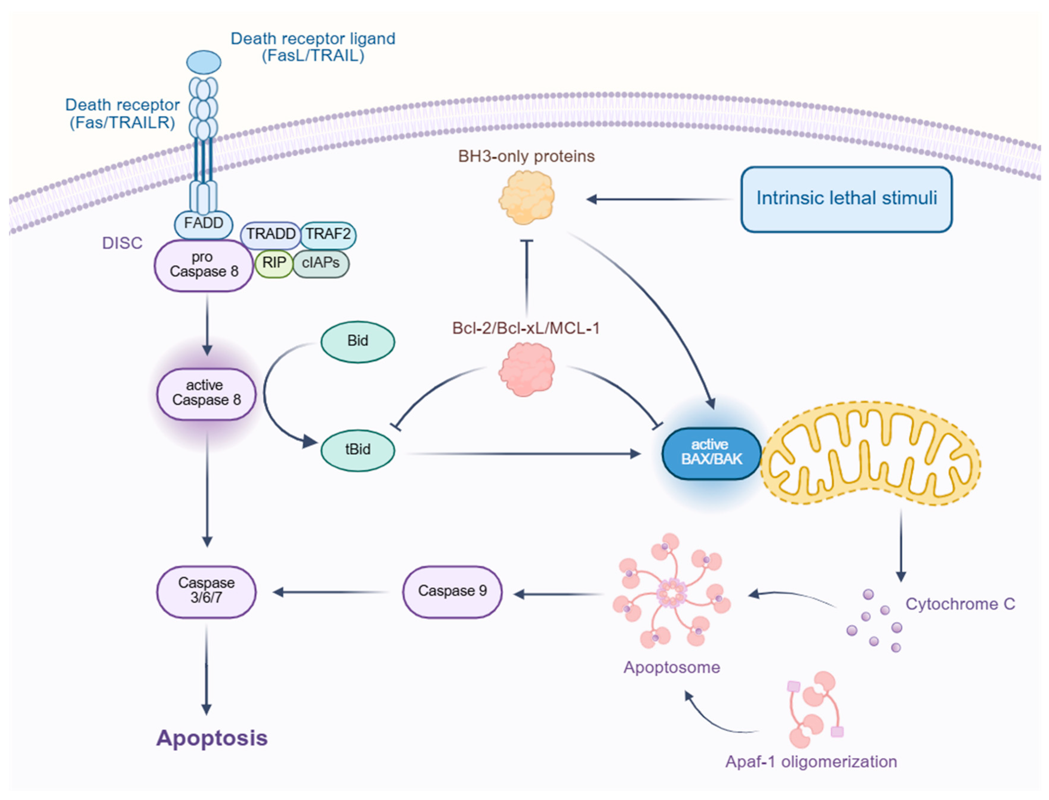 Biomedicines 13 01880 g003 Biomedicines 13 01880 g003