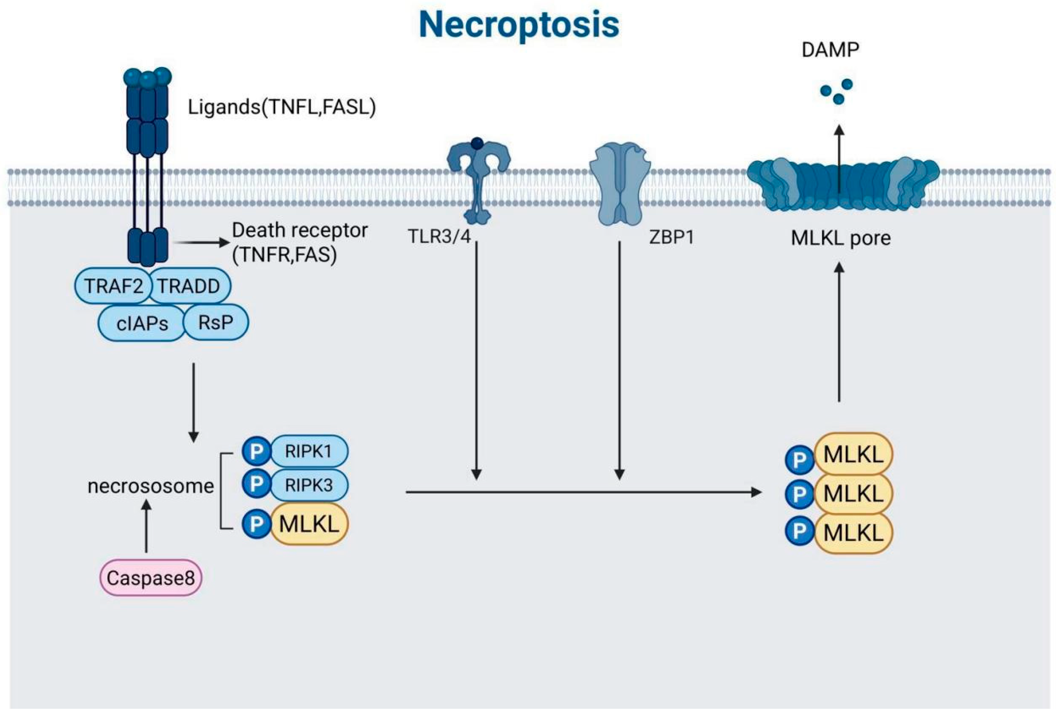 Biomedicines 13 01880 g004 Biomedicines 13 01880 g004