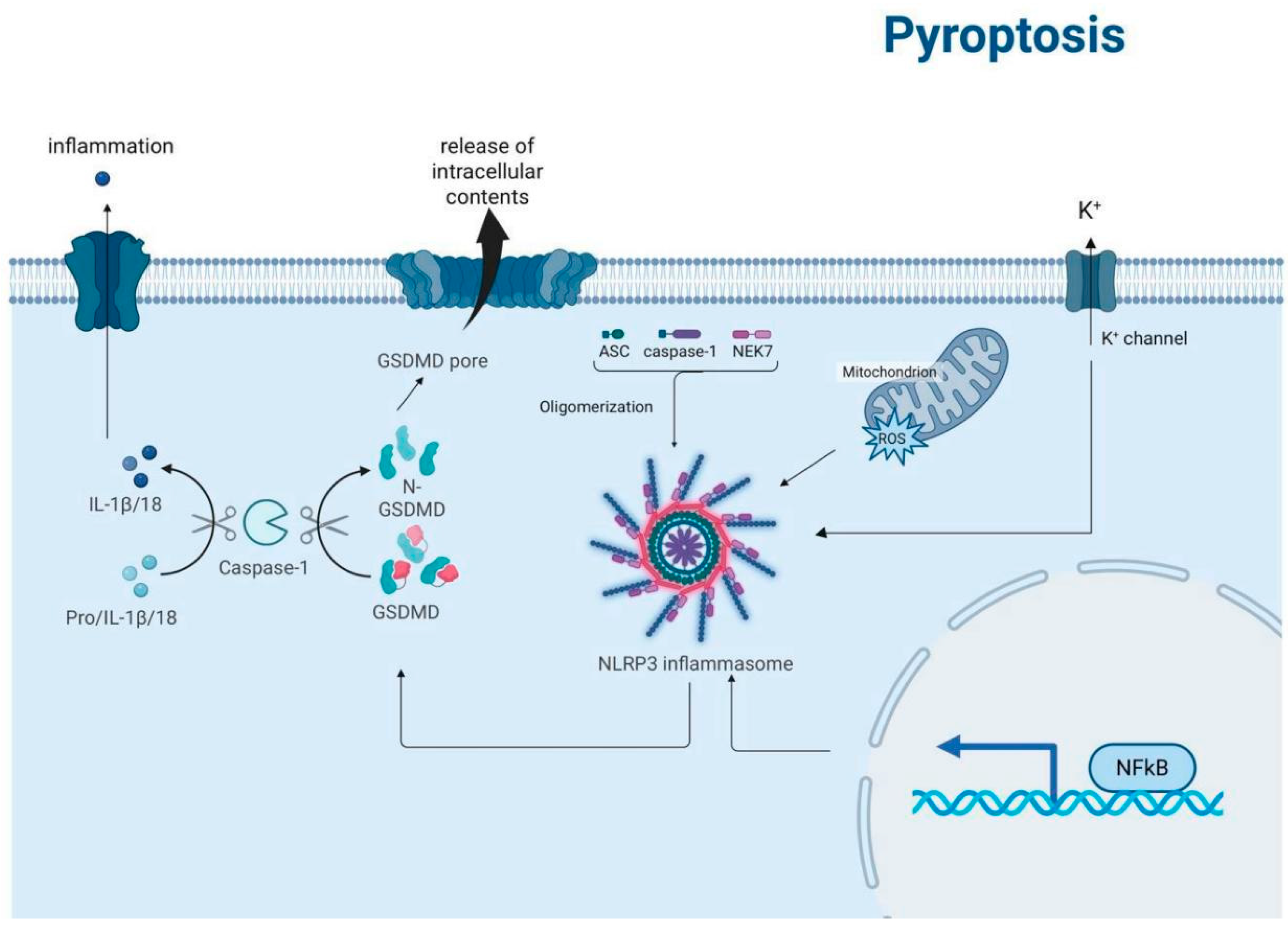 Biomedicines 13 01880 g005 Biomedicines 13 01880 g005