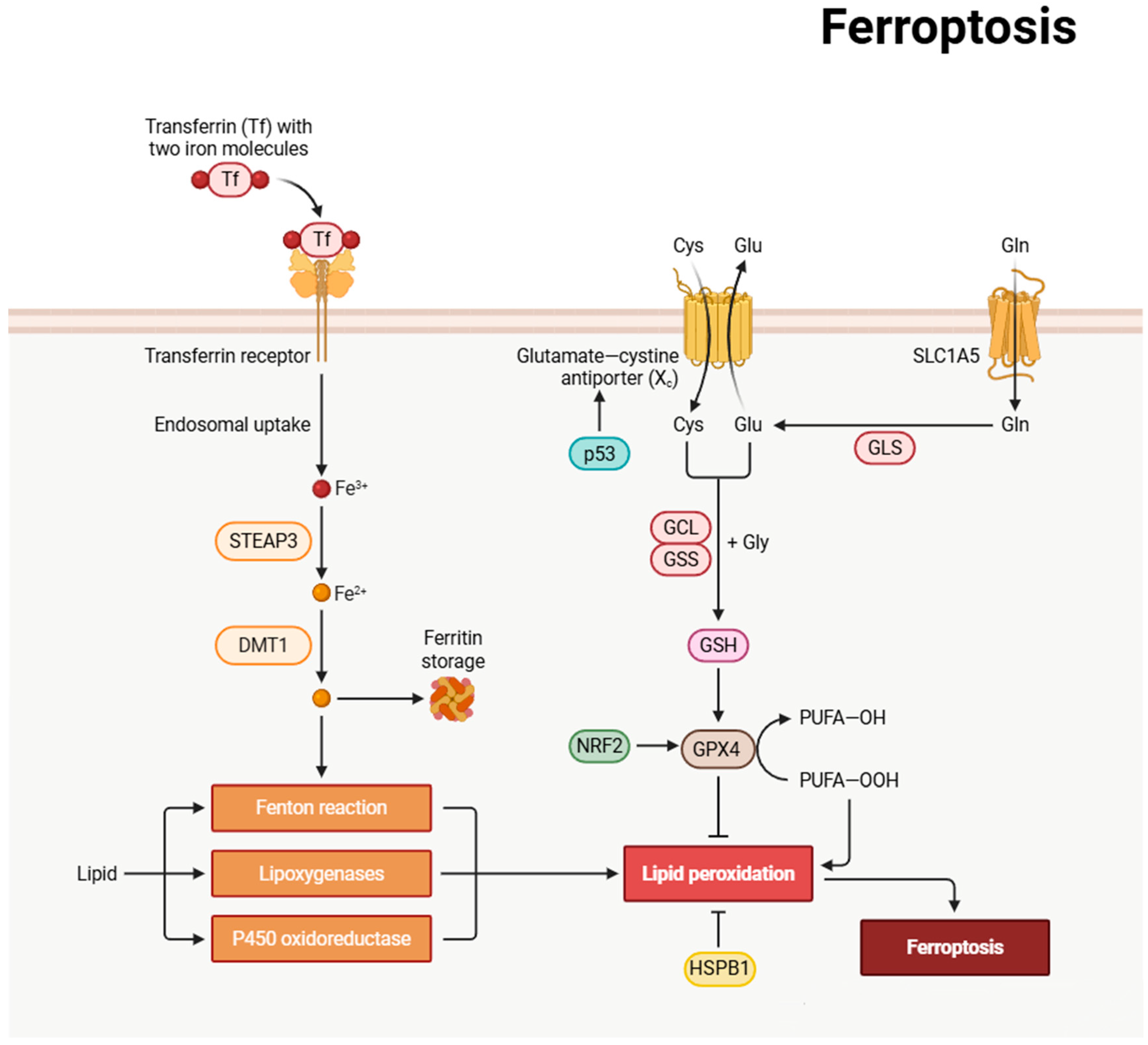 Biomedicines 13 01880 g006 Biomedicines 13 01880 g006