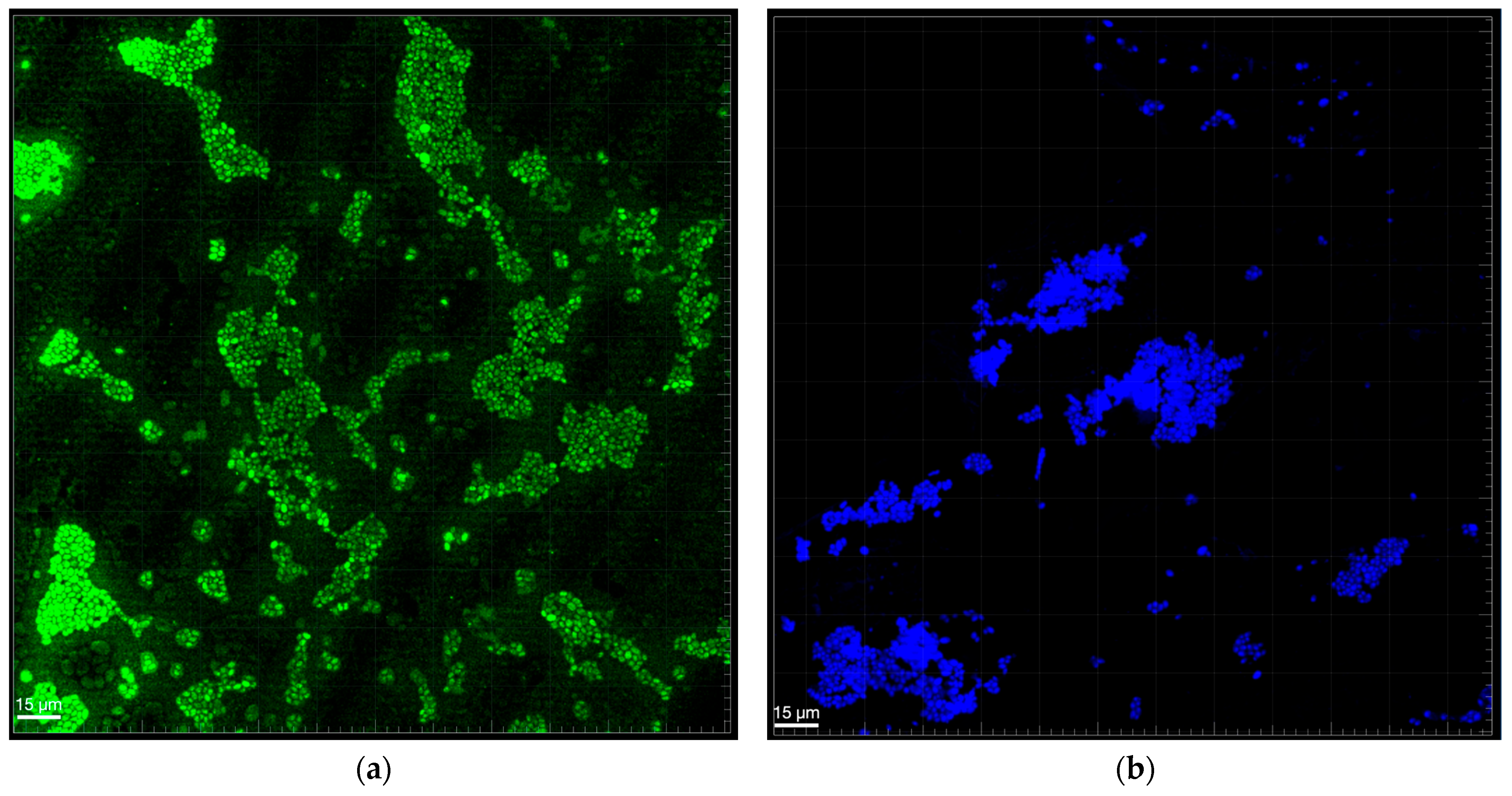 Biomedicines 13 01890 g002 Biomedicines 13 01890 g002