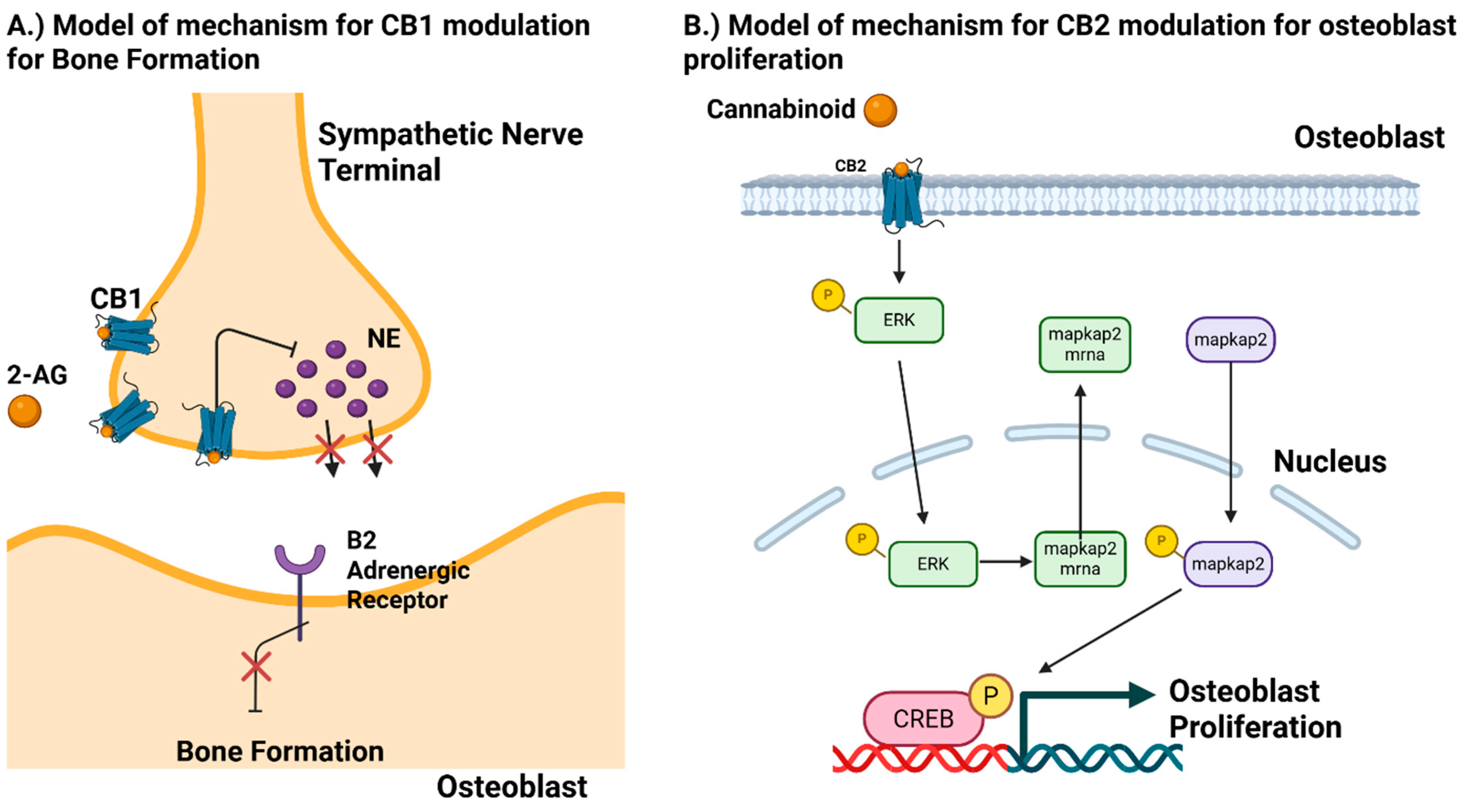 Biomedicines 13 01891 g002