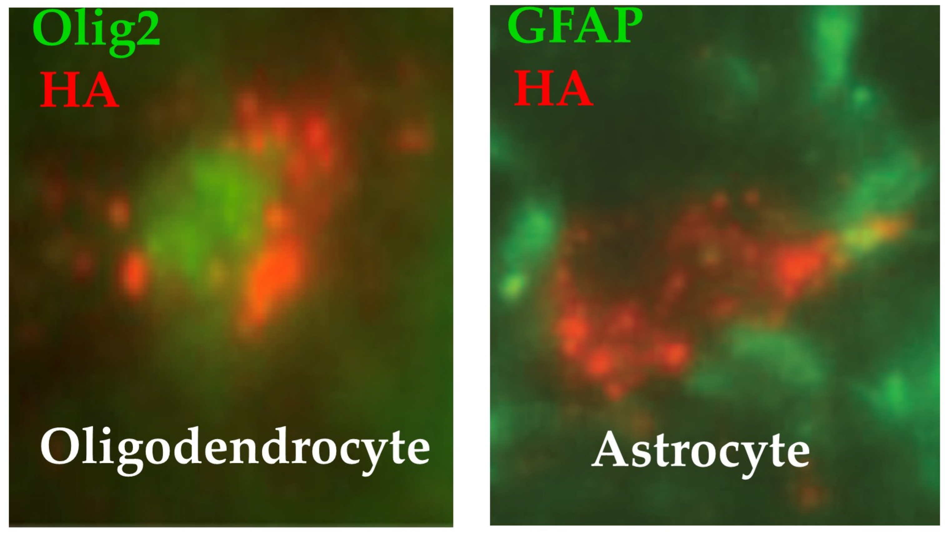 Biomedicines 13 01892 g002 Biomedicines 13 01892 g002