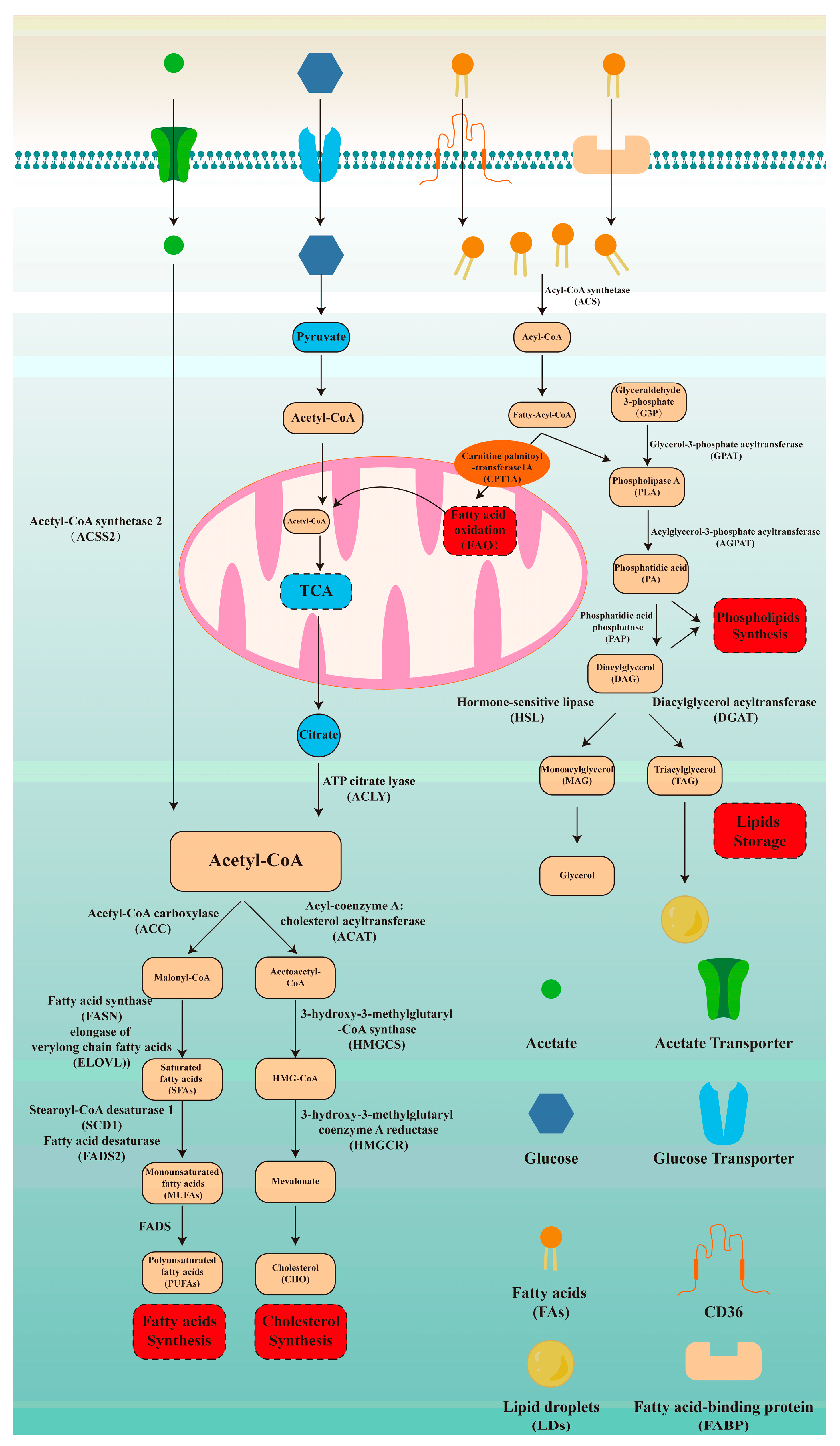 Biomedicines 13 01895 g001 Biomedicines 13 01895 g001