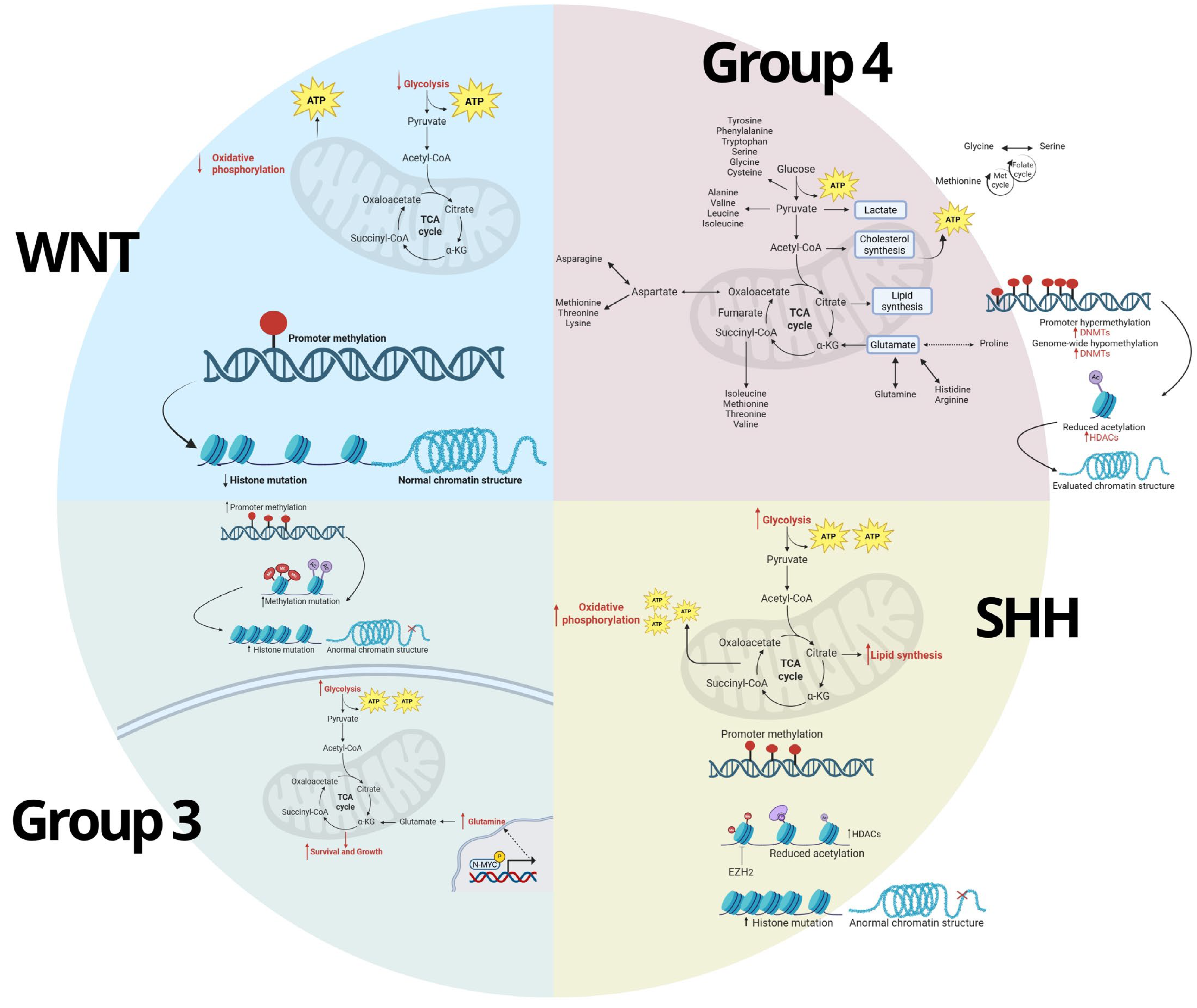 Biomedicines 13 01898 g004 Biomedicines 13 01898 g004