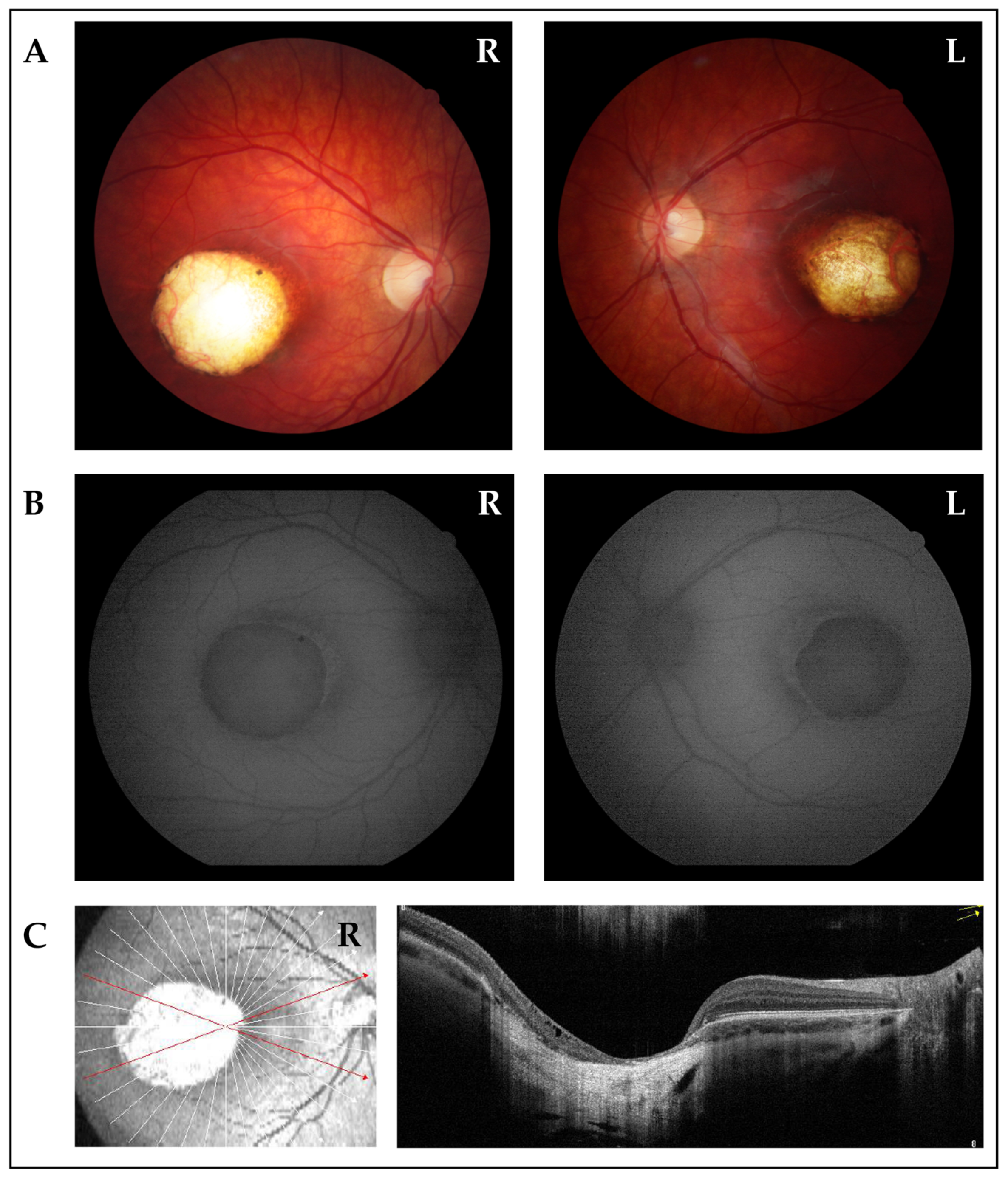 Biomedicines 13 01904 g001 Biomedicines 13 01904 g001