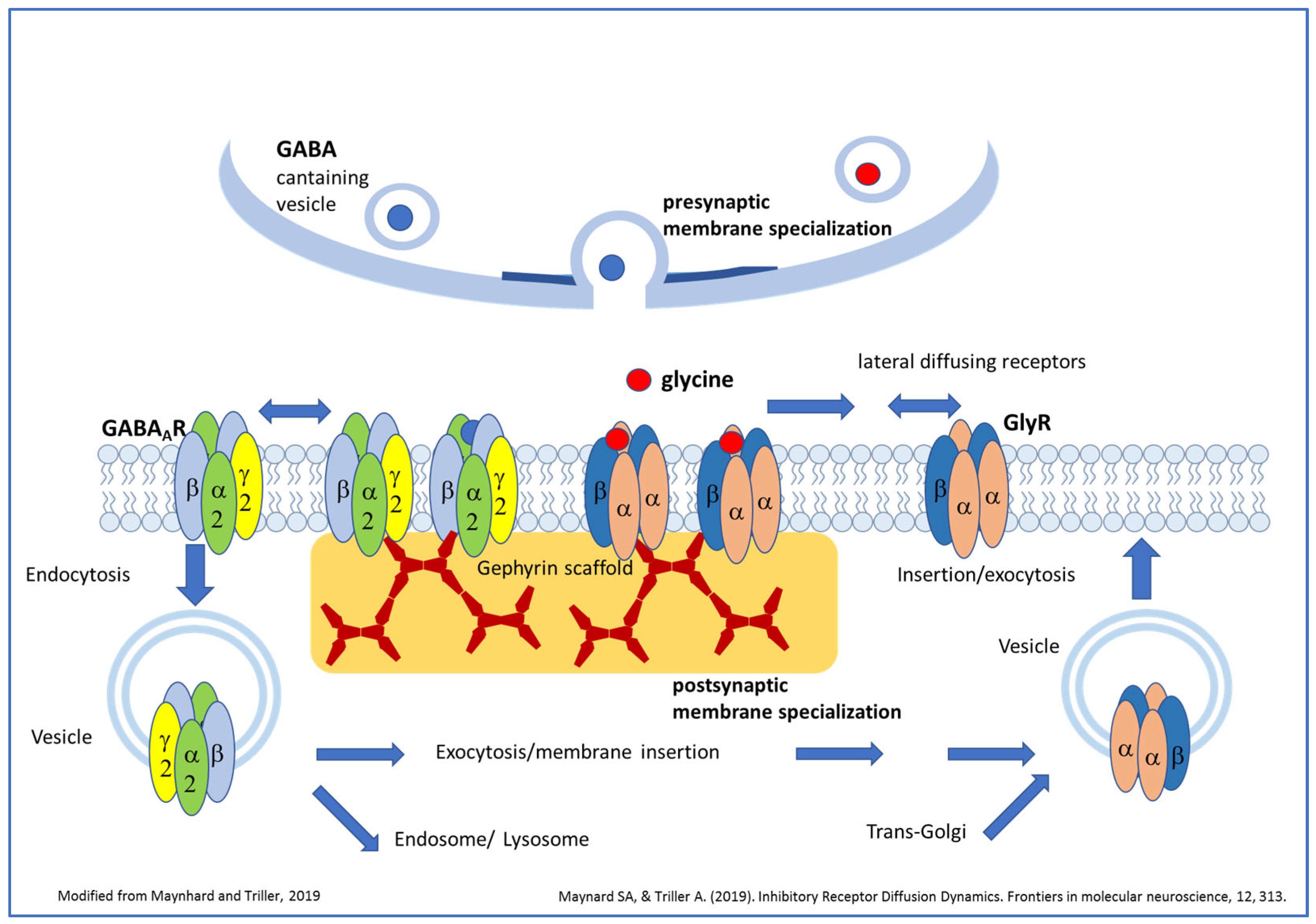 Biomedicines 13 01905 g001