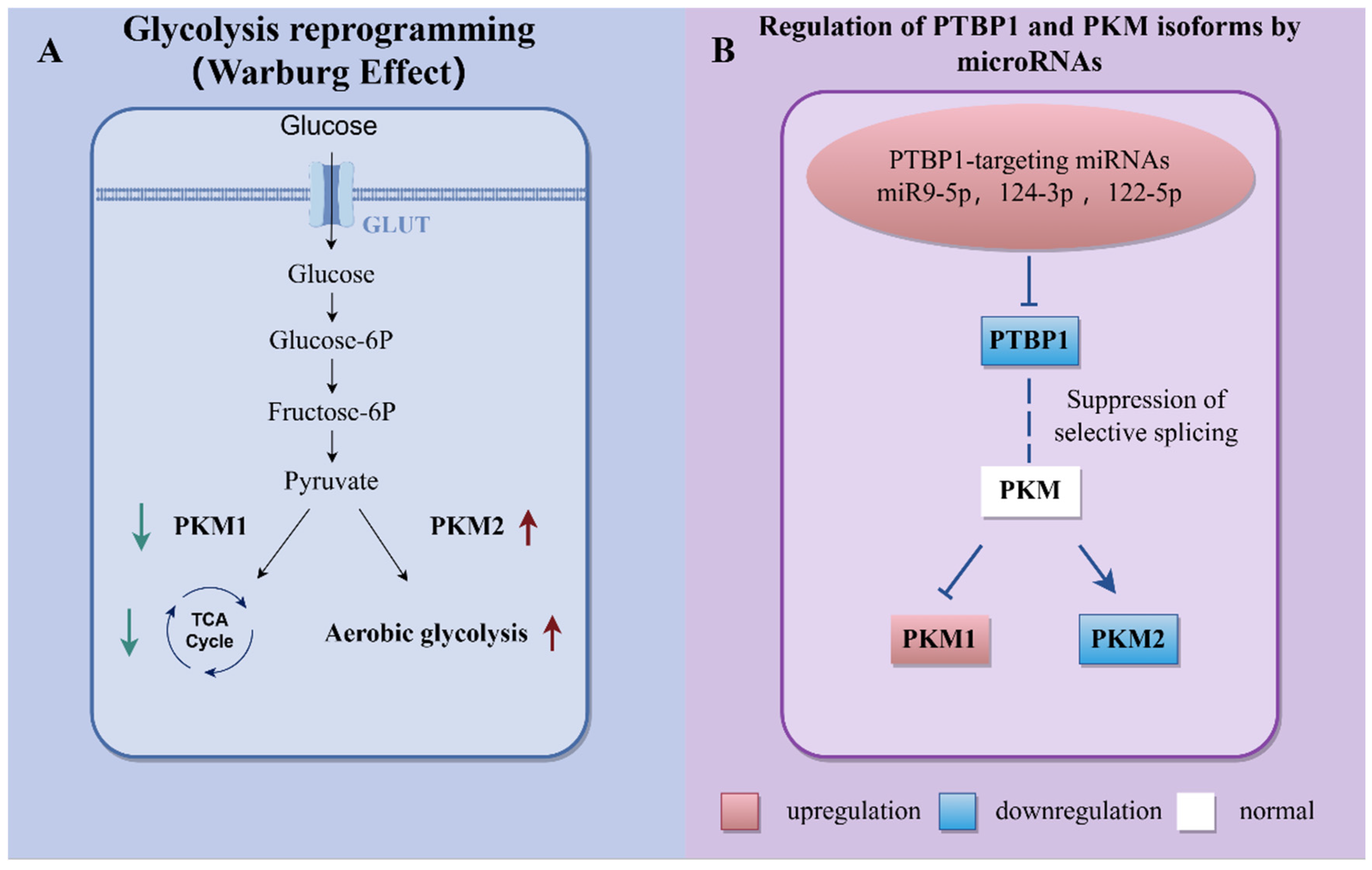 Biomedicines 13 01910 g003