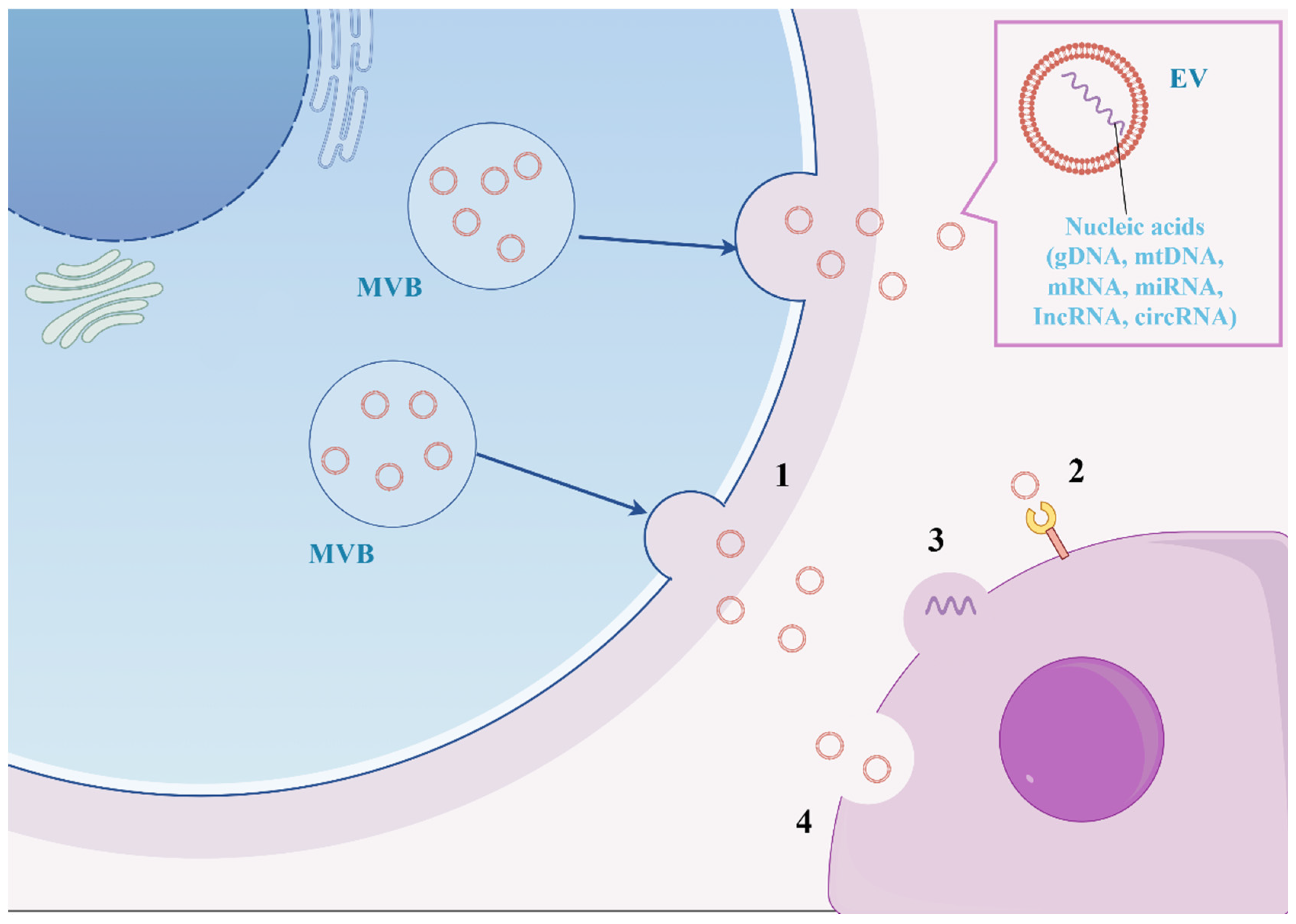 Biomedicines 13 01910 g004
