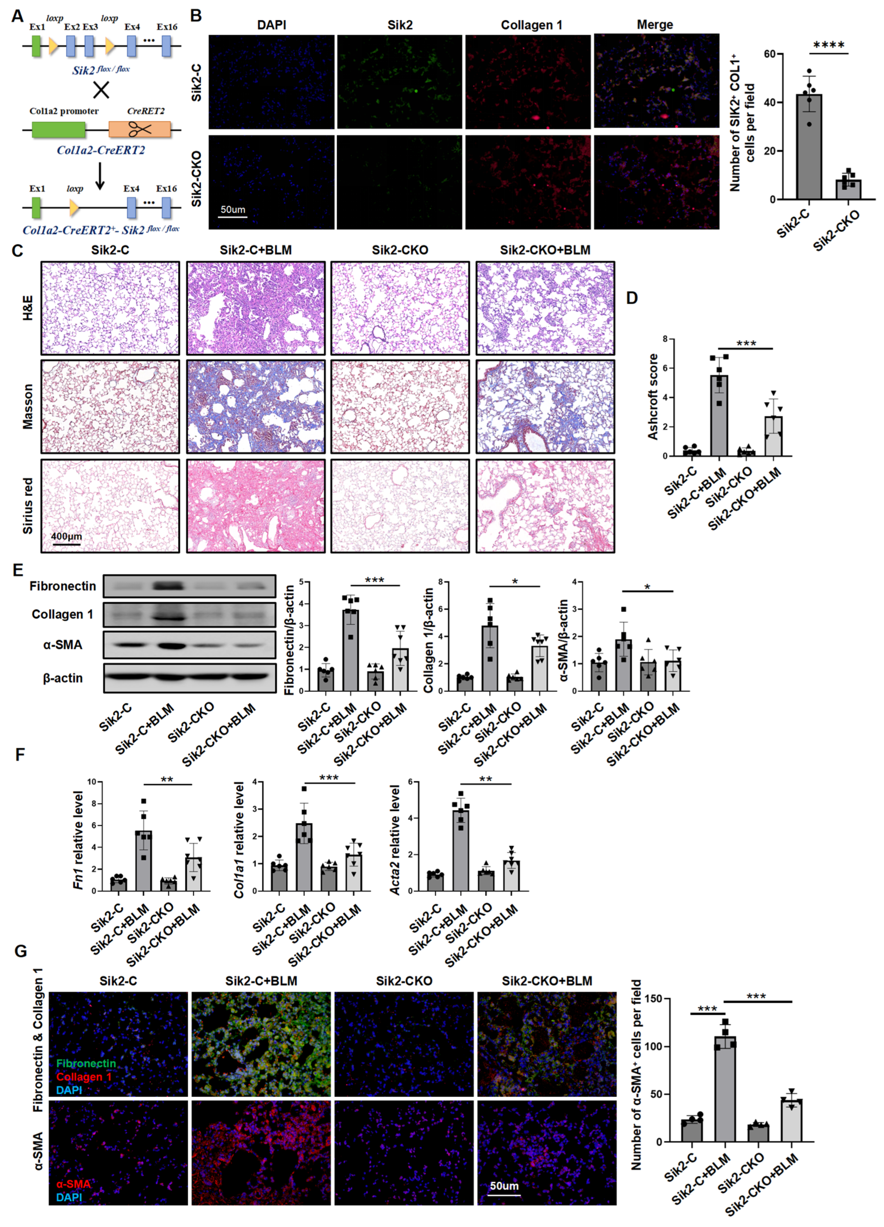 Biomedicines 13 01919 g002 Biomedicines 13 01919 g002
