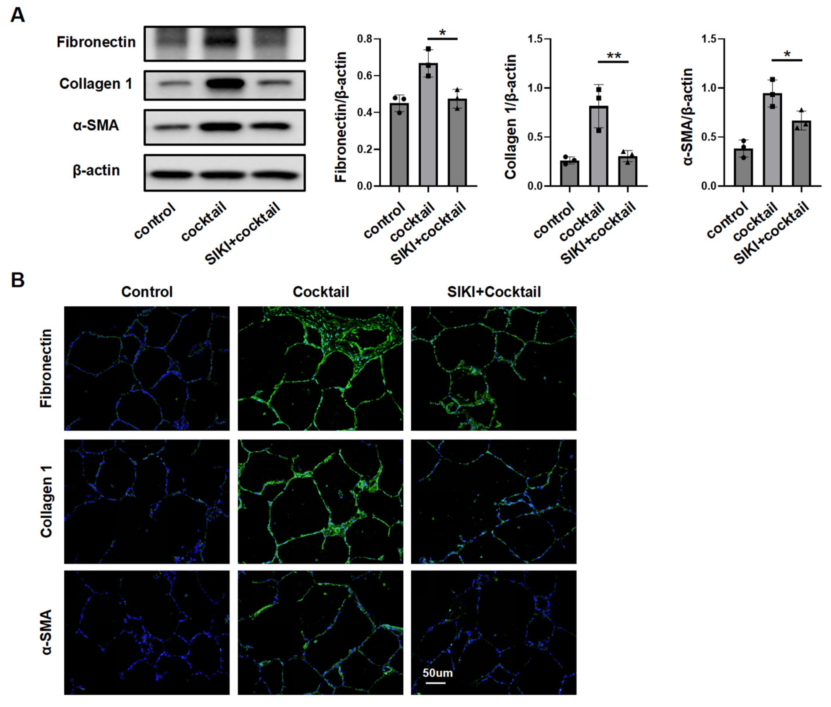 Biomedicines 13 01919 g005 Biomedicines 13 01919 g005