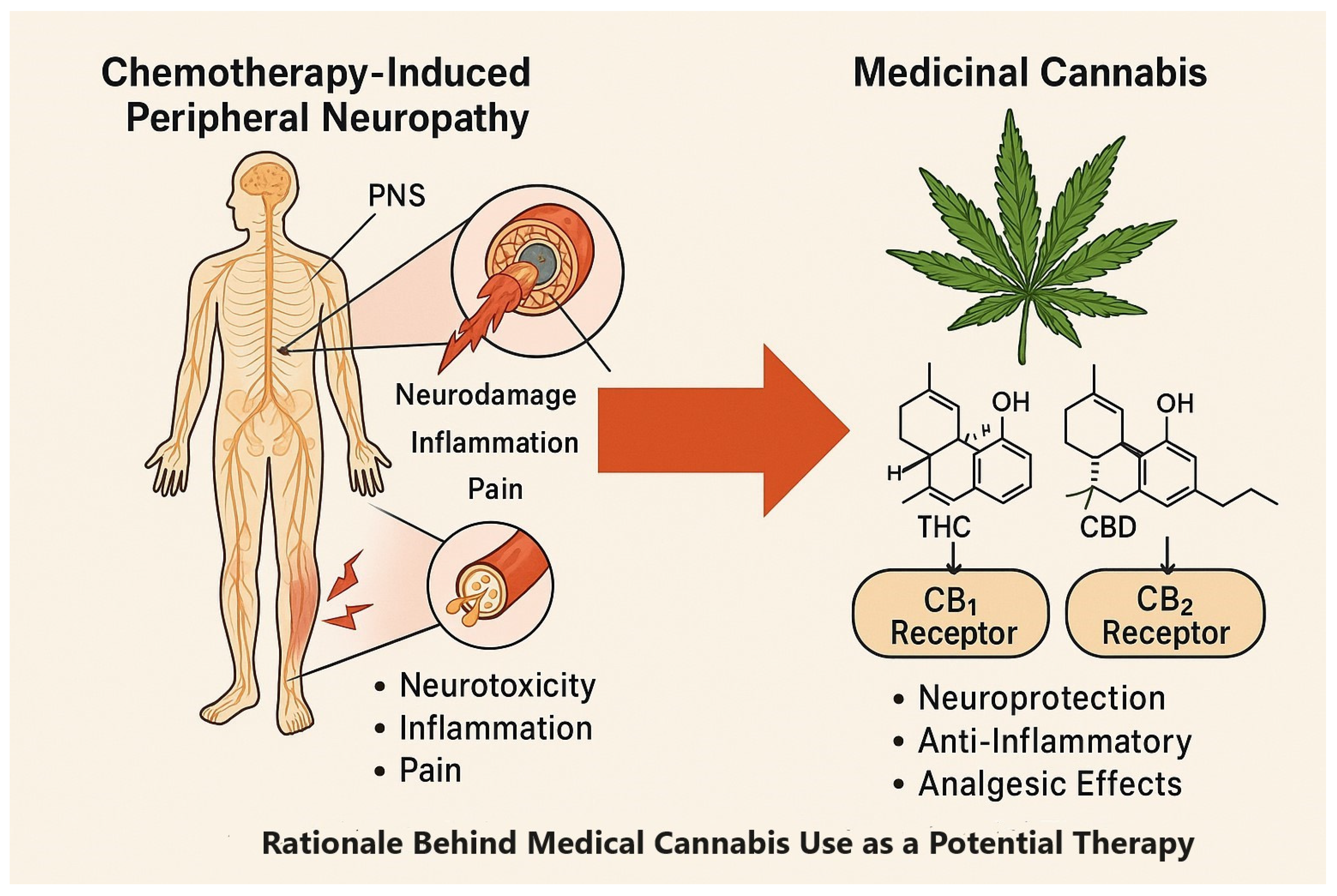 Biomedicines 13 01921 g001