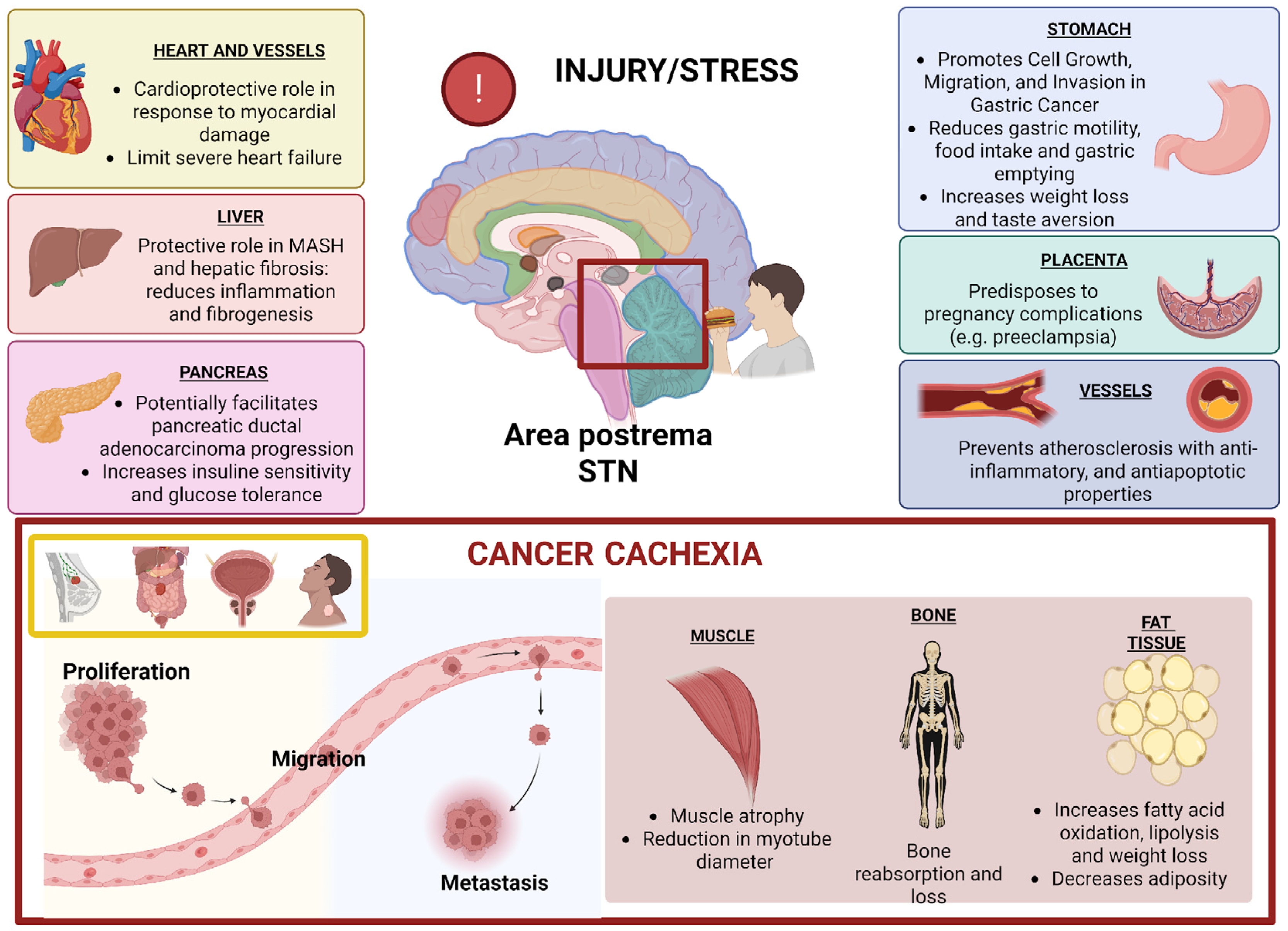 Biomedicines 13 01931 g001 Biomedicines 13 01931 g001