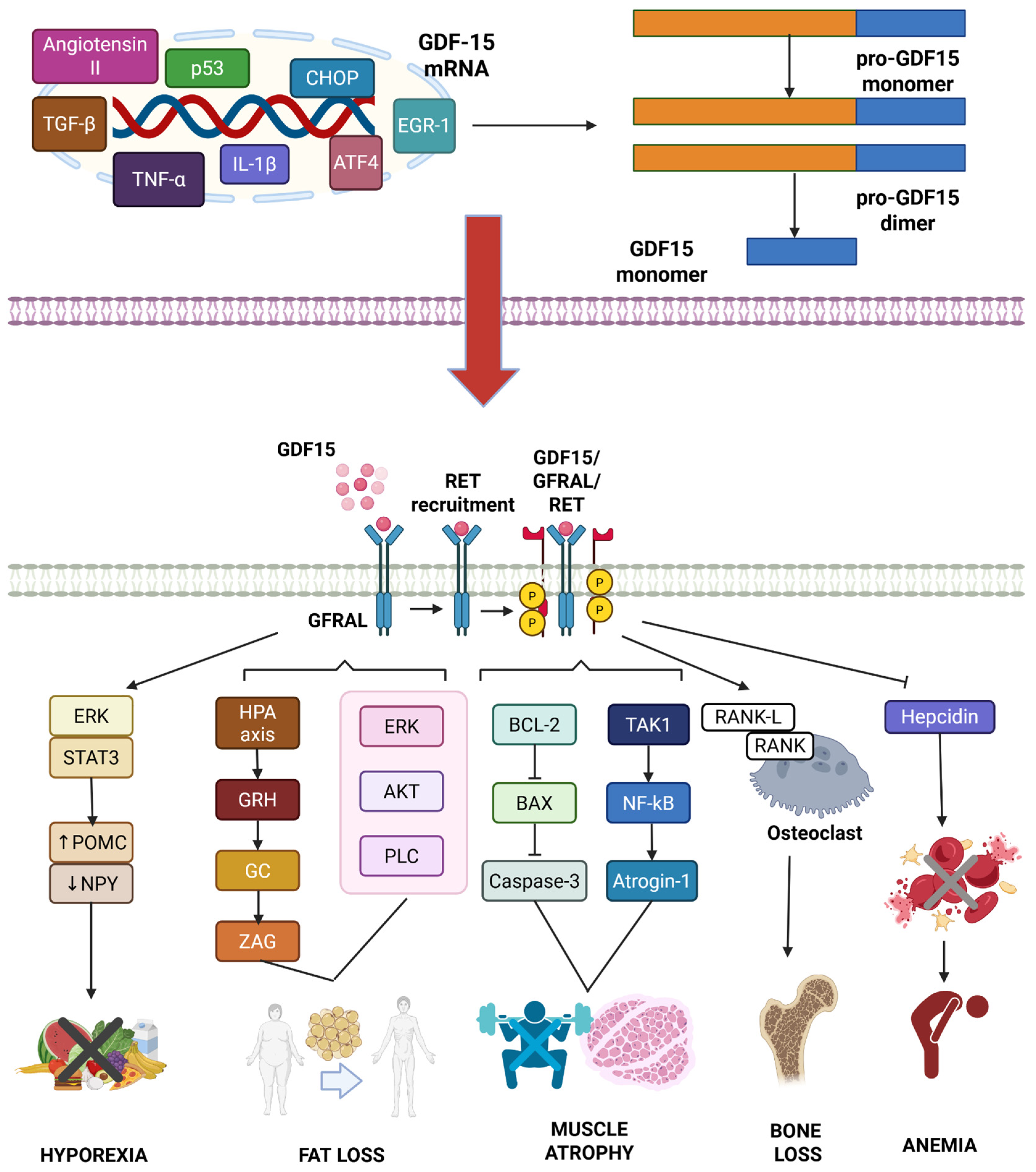 Biomedicines 13 01931 g002 Biomedicines 13 01931 g002