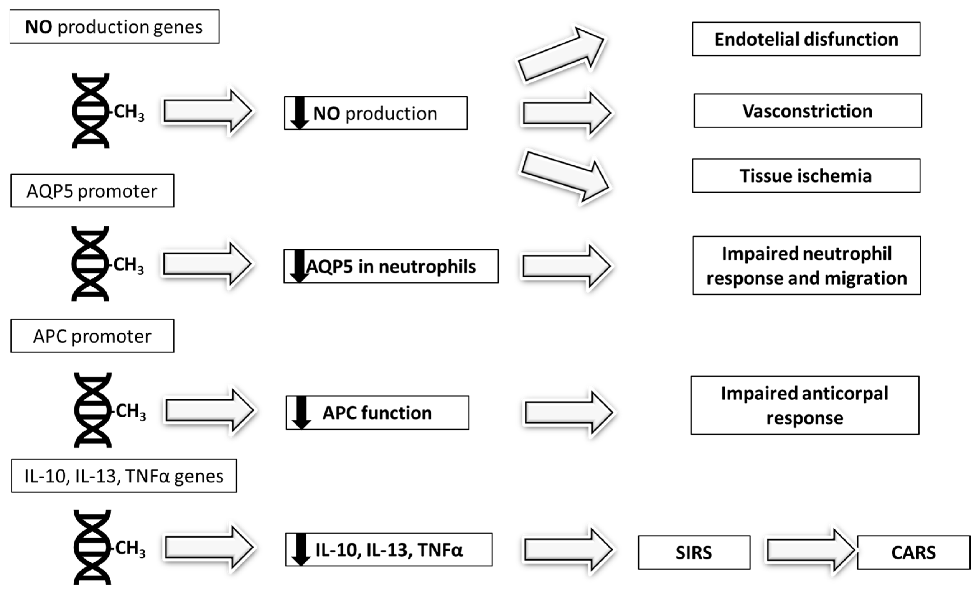 Biomedicines 13 01936 g002 Biomedicines 13 01936 g002