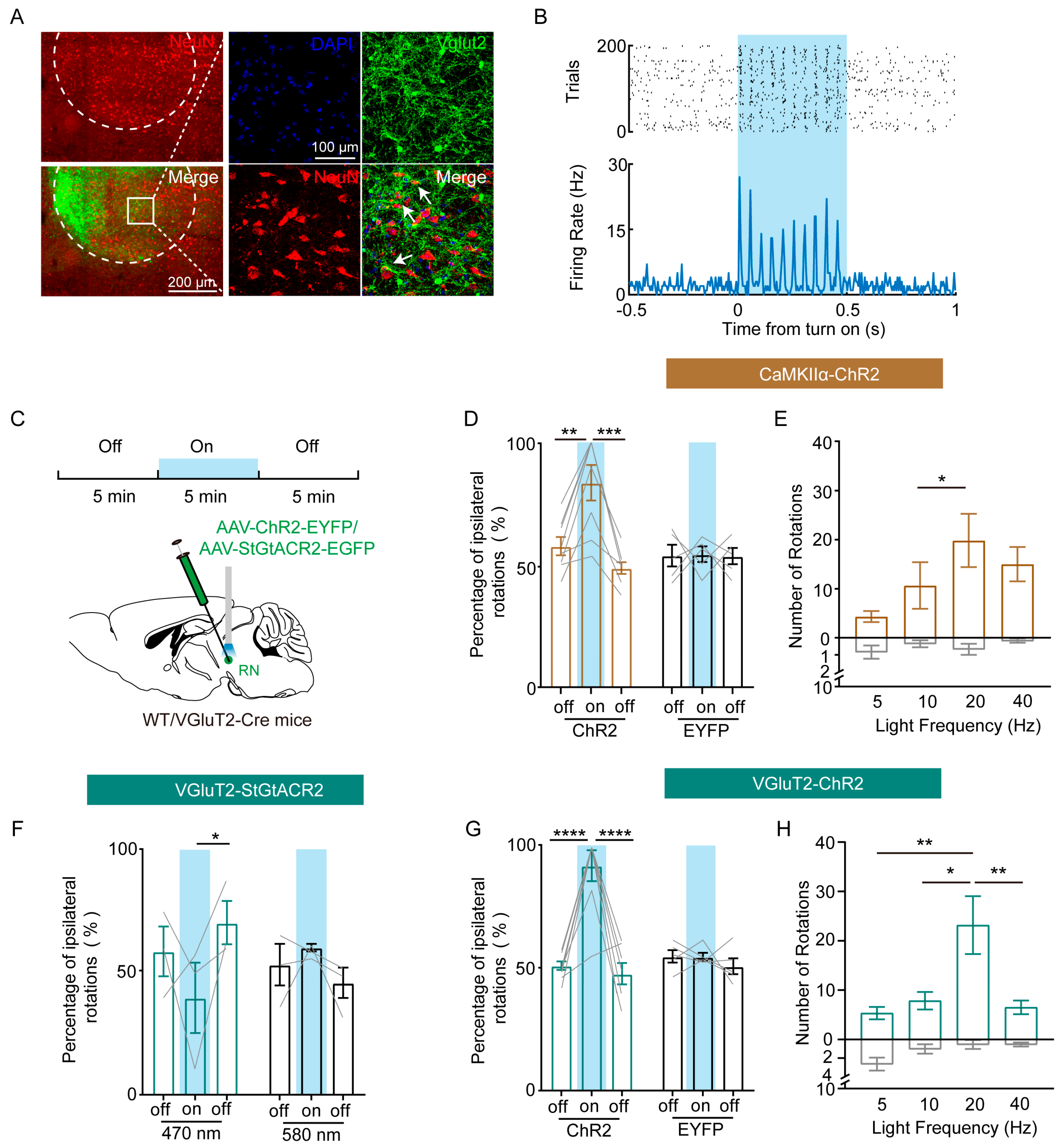 Biomedicines 13 01943 g002 Biomedicines 13 01943 g002