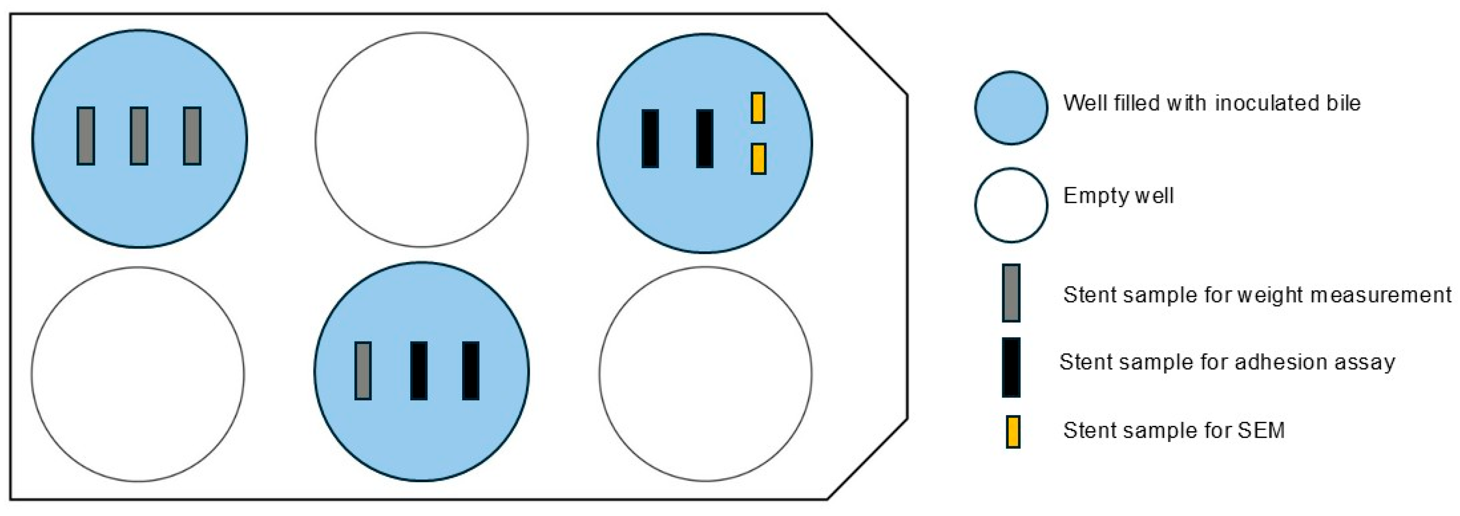Biomedicines 13 01950 g002