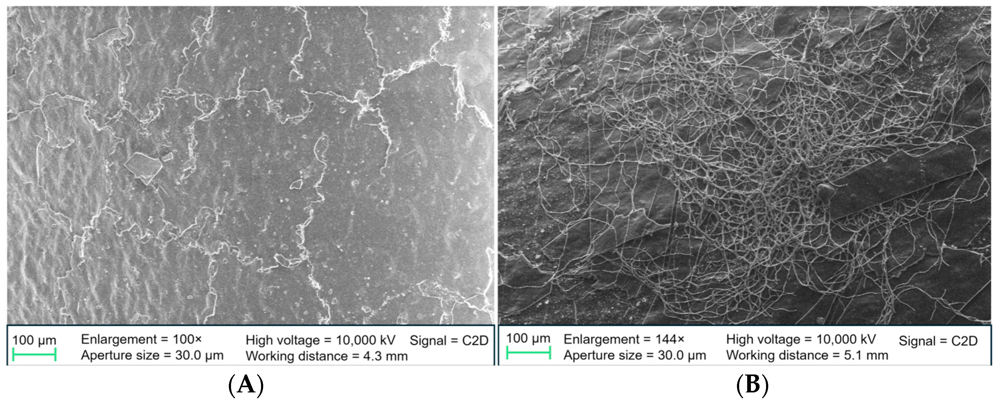 Biomedicines 13 01950 g006