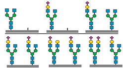 Biomedicines 13 01964 i005 Biomedicines 13 01964 i005