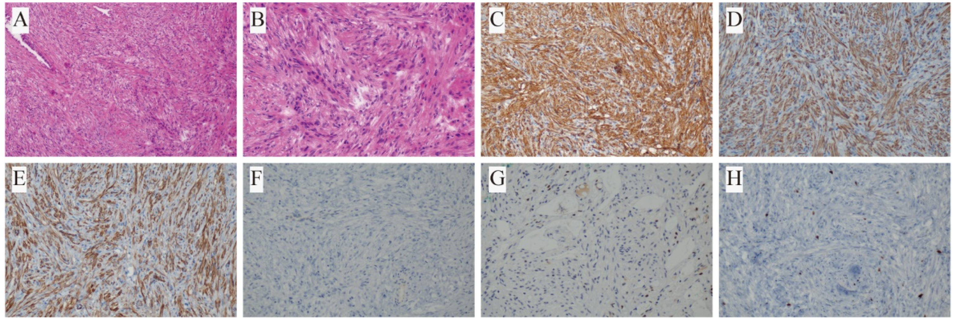 Biomedicines 13 01971 g003 Biomedicines 13 01971 g003
