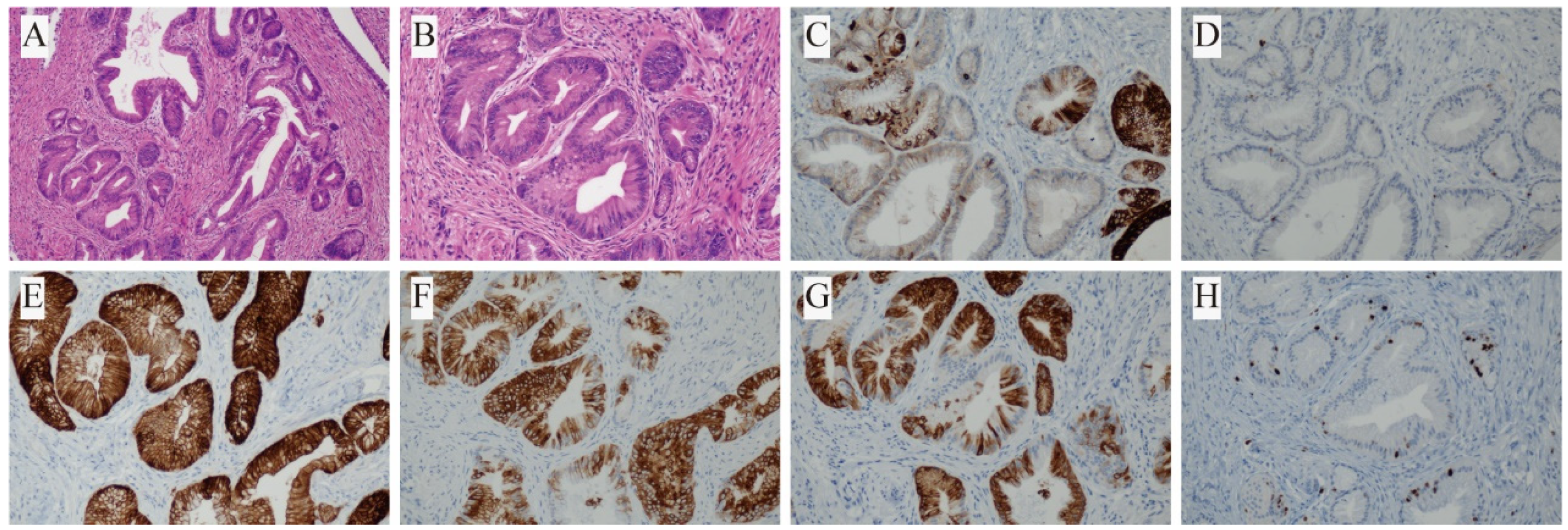 Biomedicines 13 01971 g004 Biomedicines 13 01971 g004