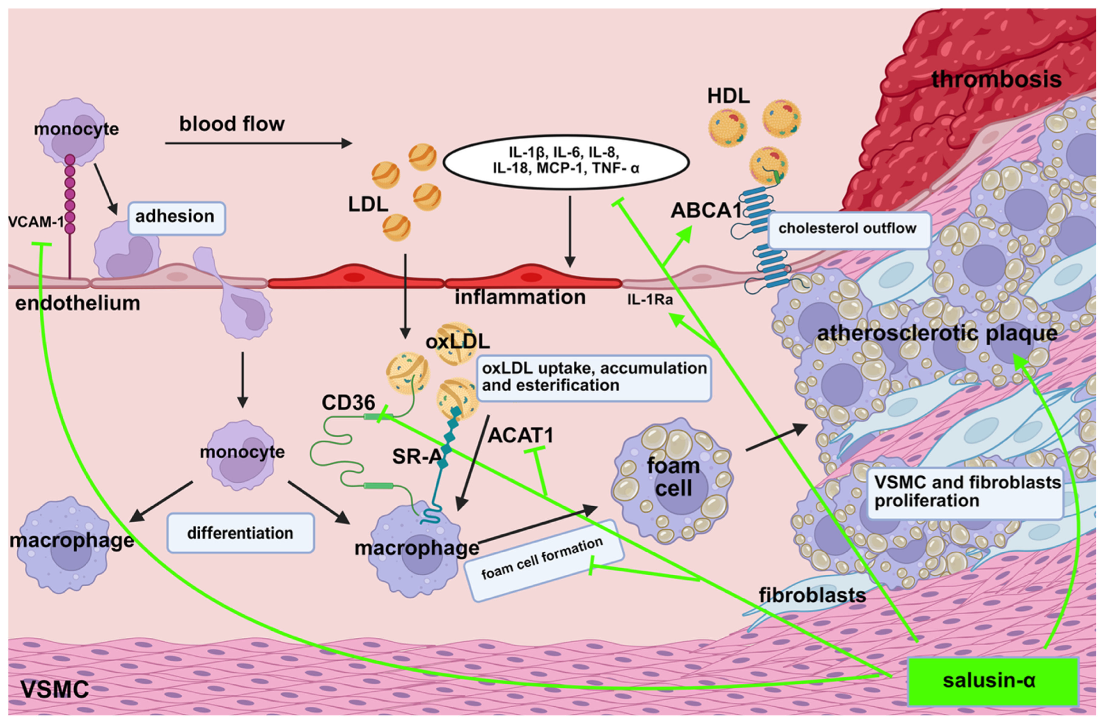 Biomedicines 13 01990 g002 Biomedicines 13 01990 g002